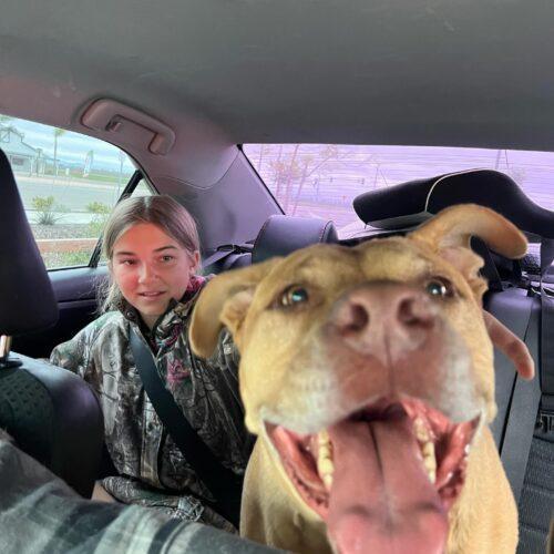 Beau, a Adoptable mixed breed in Visalia, CA image 1/4