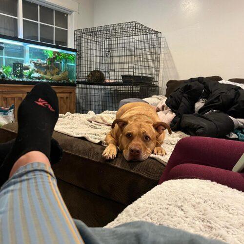 Beau, a Adoptable mixed breed in Visalia, CA image 2/4