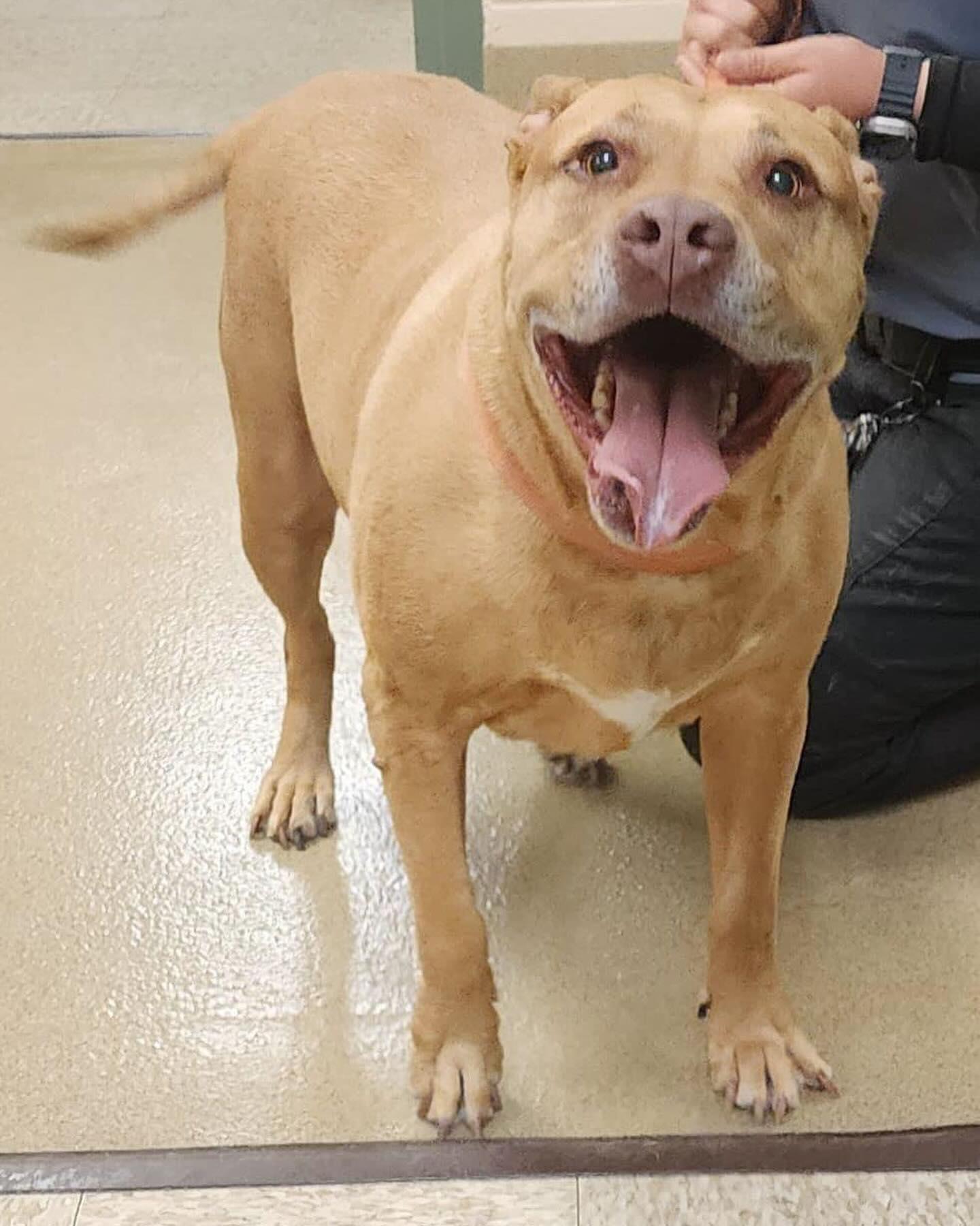 Beau, a Adoptable mixed breed in Visalia, CA image 3/4