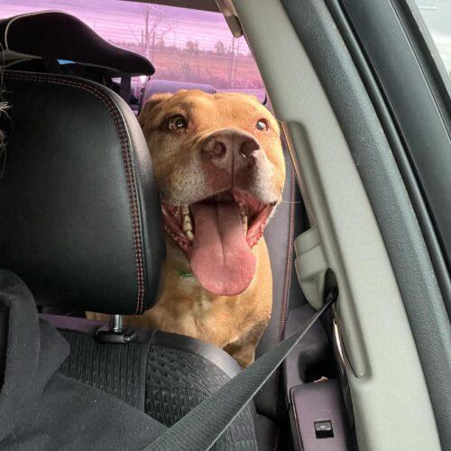 Beau, a Adoptable mixed breed in Visalia, CA image 3/4
