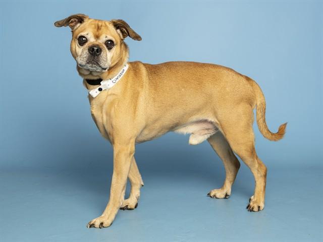 Enlarge CINNABUN, a Adoptable mixed breed in Phoenix, AZ image 1/1