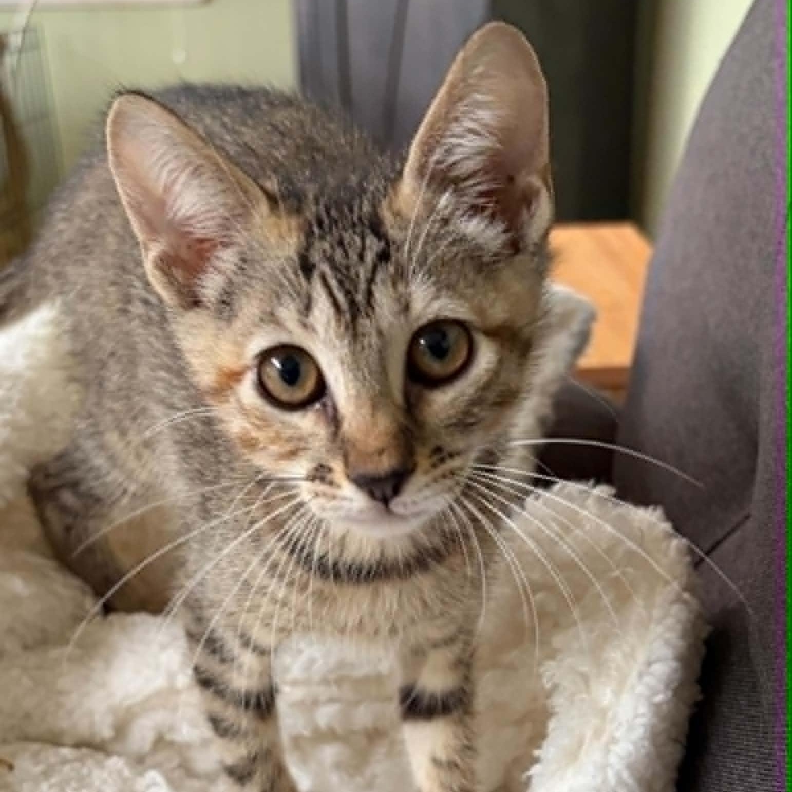 Mia, a ADOPTABLE Domestic Short Hair in Warren, NJ image 2/4