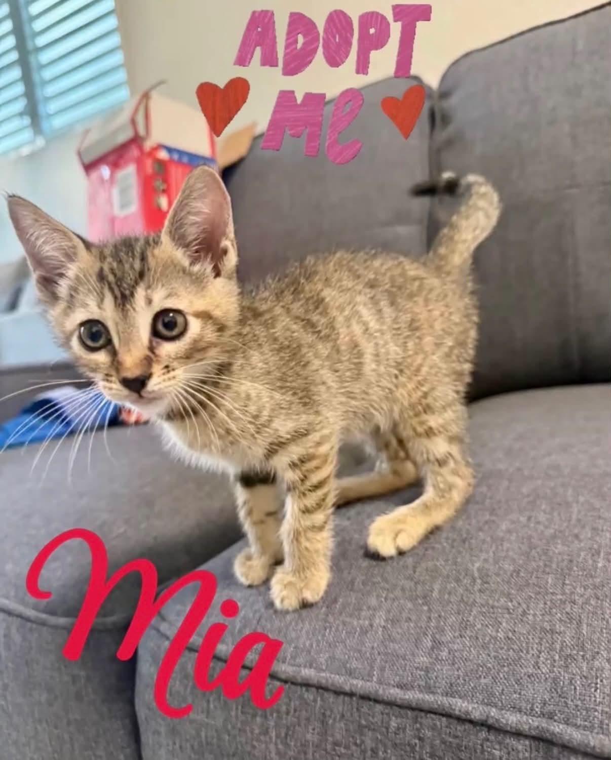 Mia, a ADOPTABLE Domestic Short Hair in Warren, NJ image 4/4