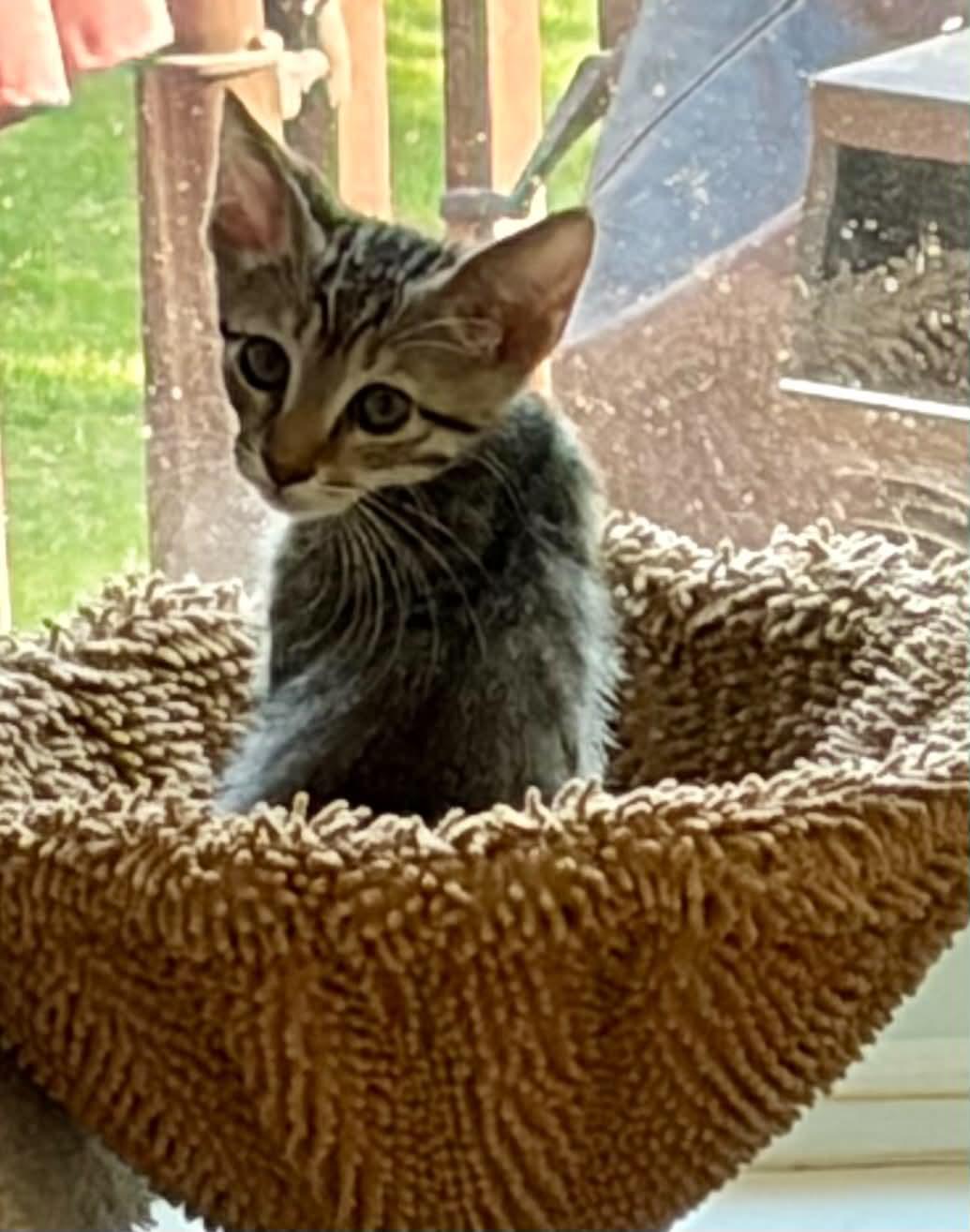 Mia, a ADOPTABLE Domestic Short Hair in Warren, NJ image 3/4