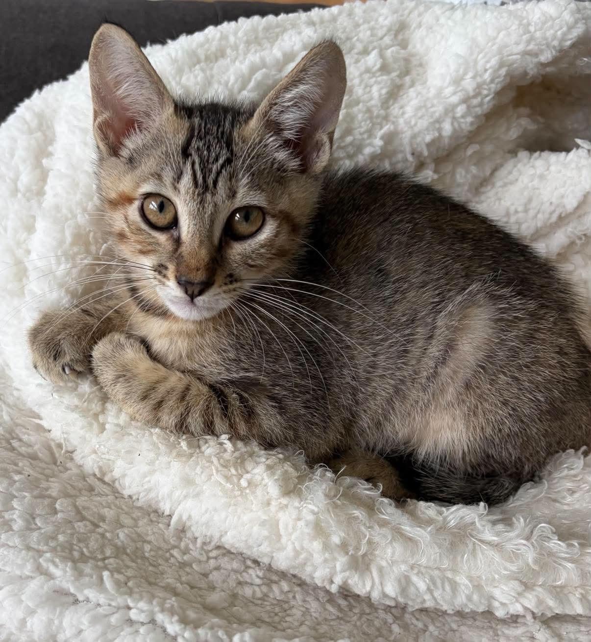 Mia, a ADOPTABLE Domestic Short Hair in Warren, NJ image 1/4