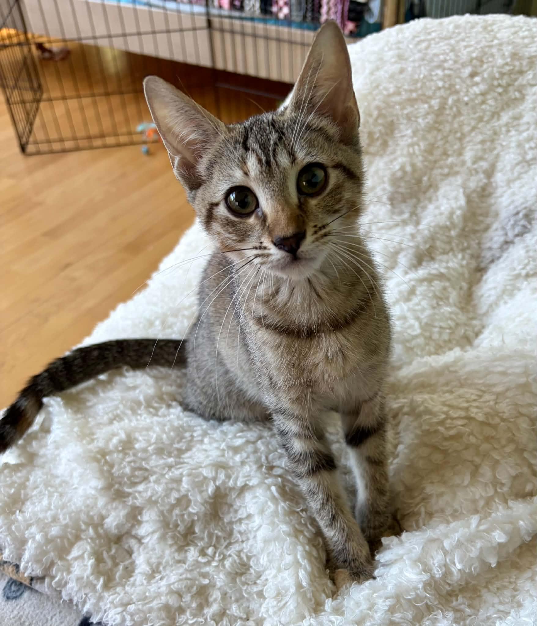 Mia, ADOPTABLE, Kitten Female Domestic Short Hair.