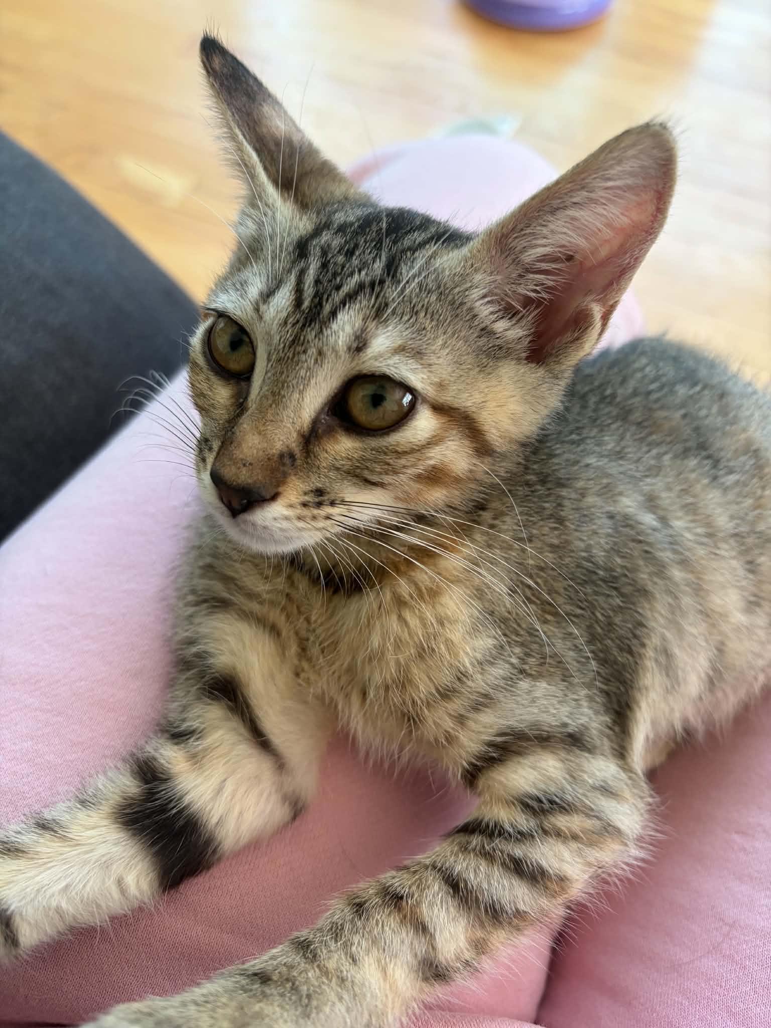 Enlarge Mia, a ADOPTABLE Domestic Short Hair in Warren, NJ image 3/6