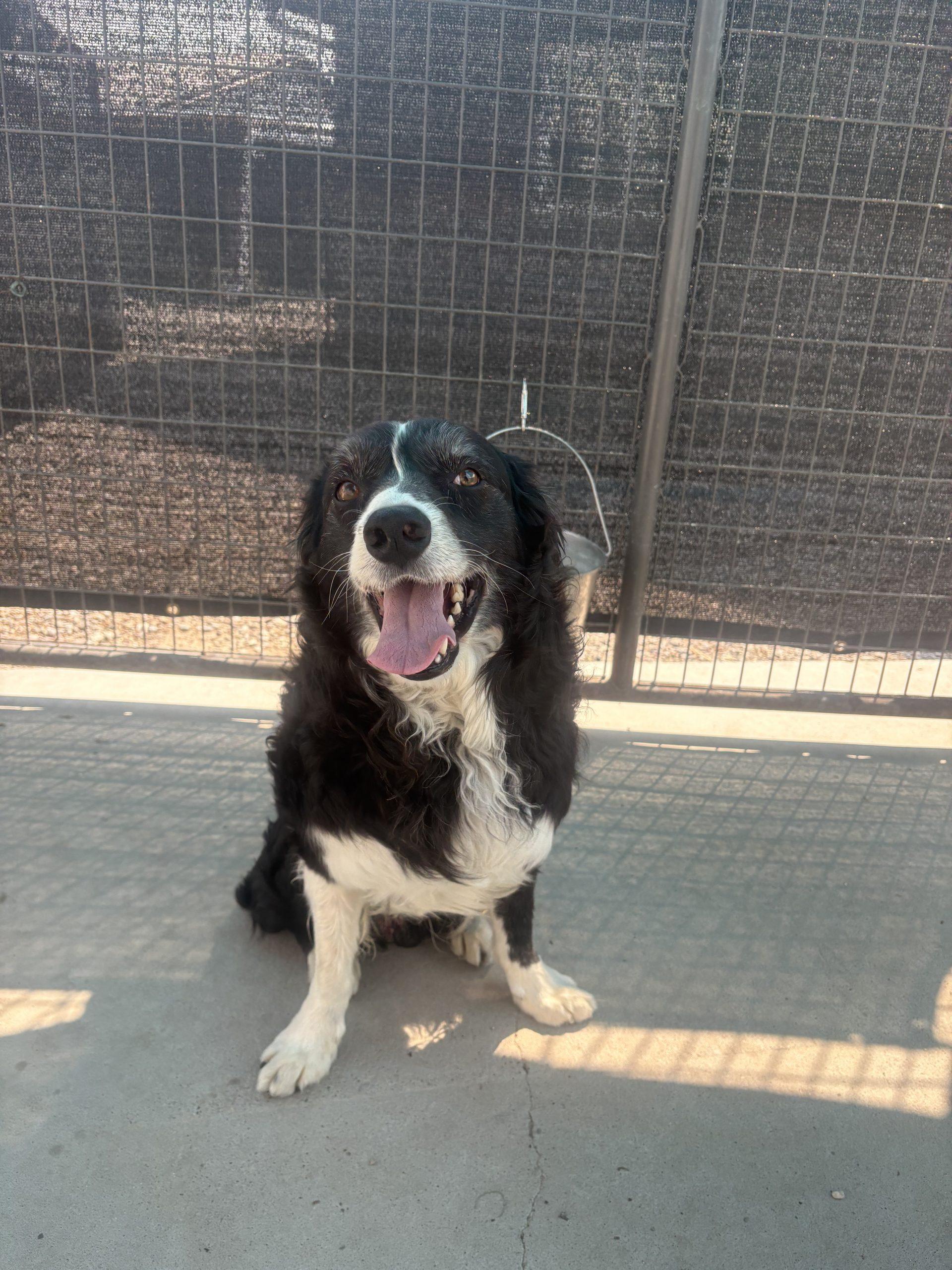Jesse, Adoptable, Adult Male Australian Shepherd & Border Collie.