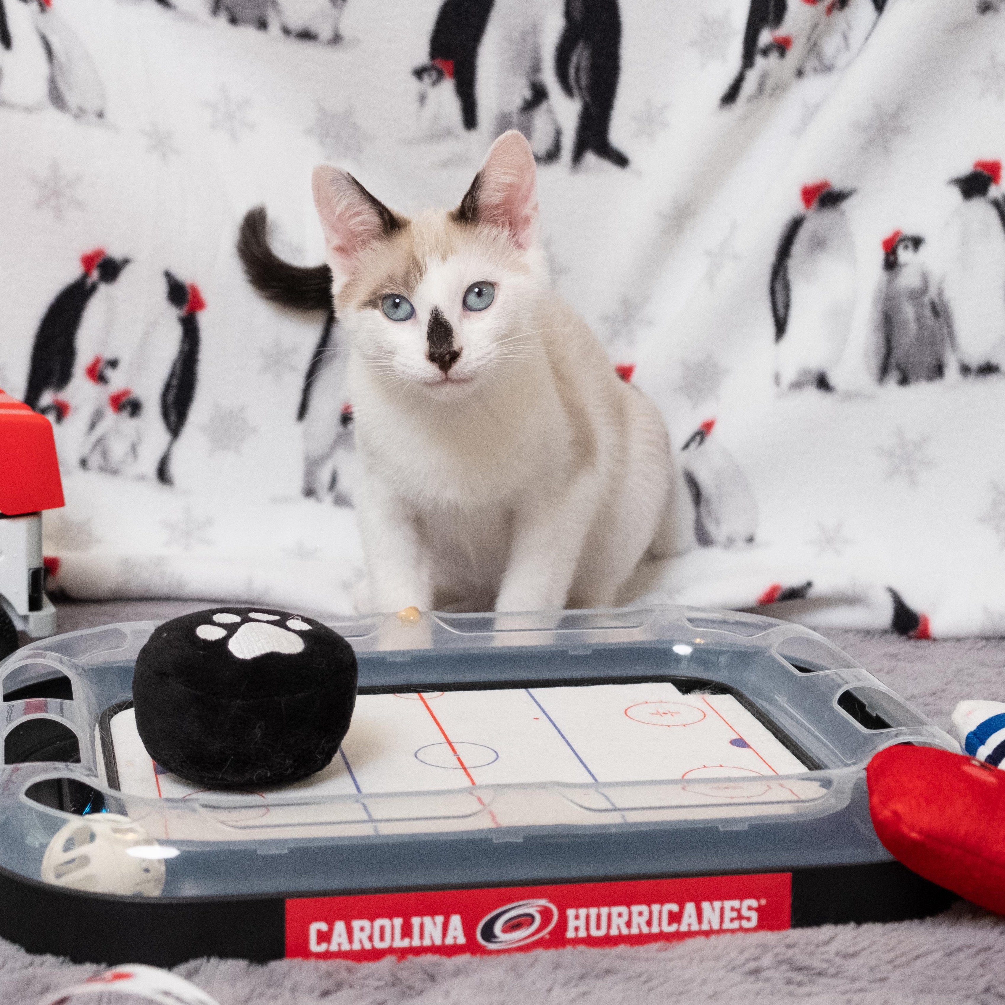 Aho, adopted, Kitten Male Siamese.