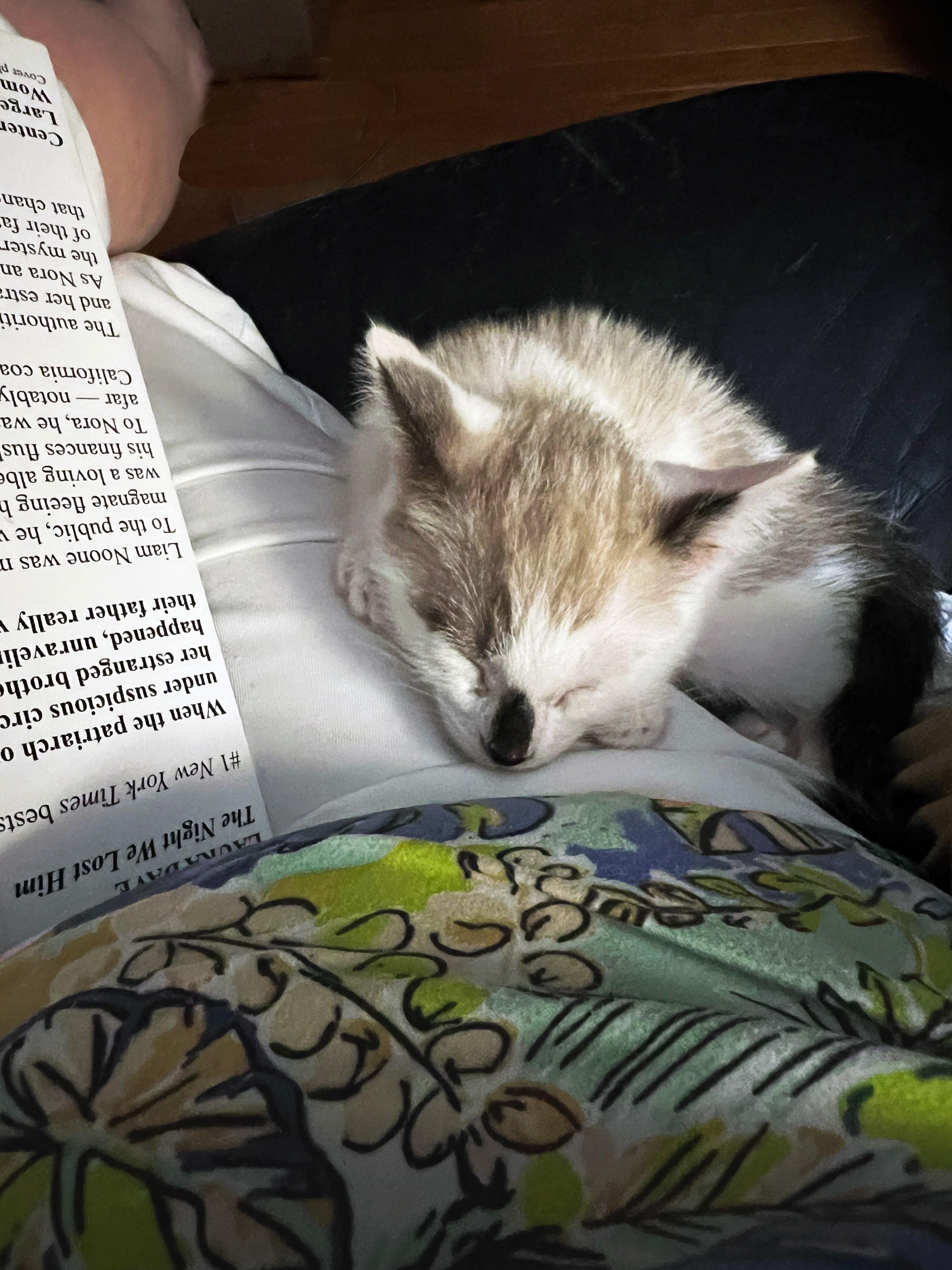 Aho, an adopted Siamese in Apex, NC image 5/6