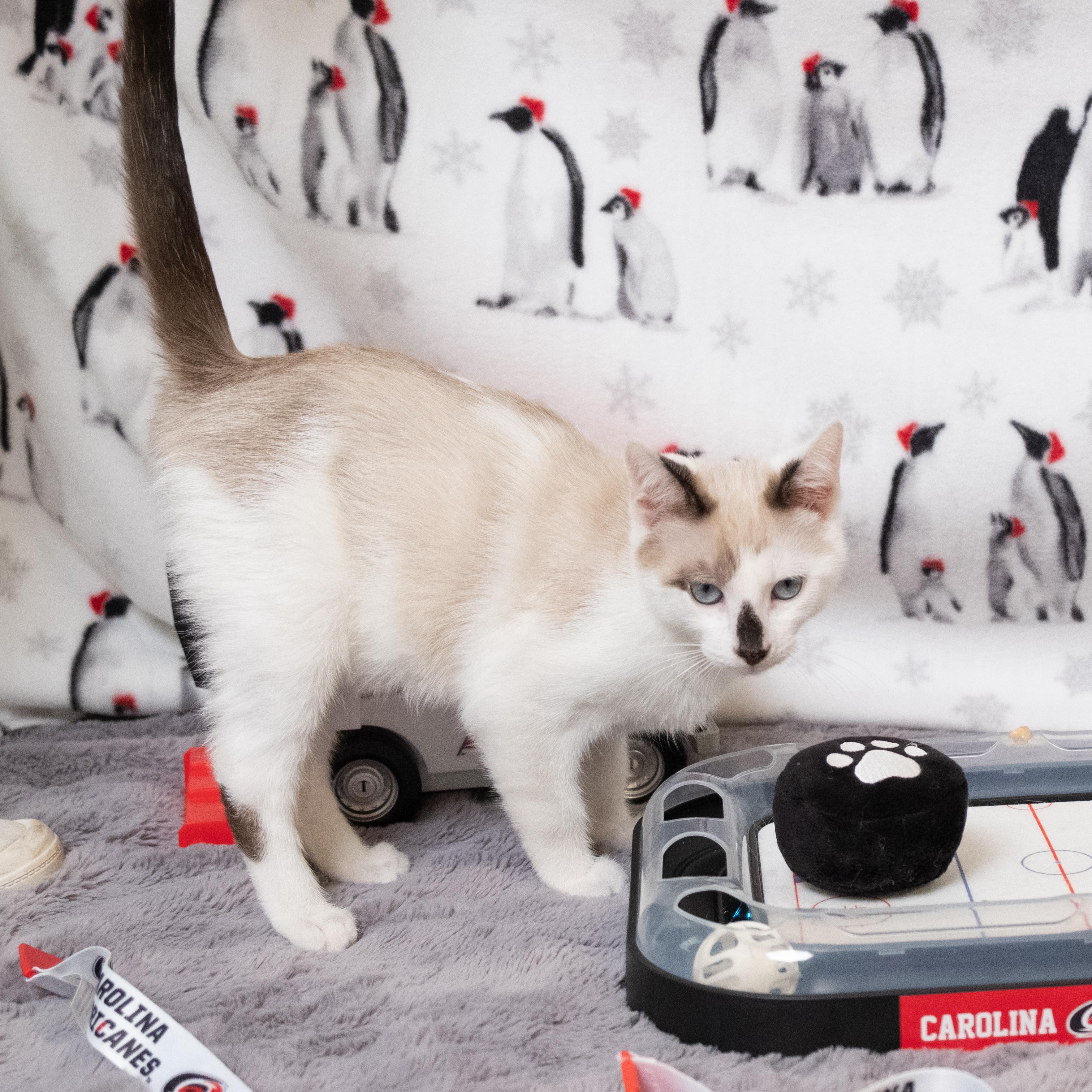 Aho, an adopted Siamese in Apex, NC image 6/6