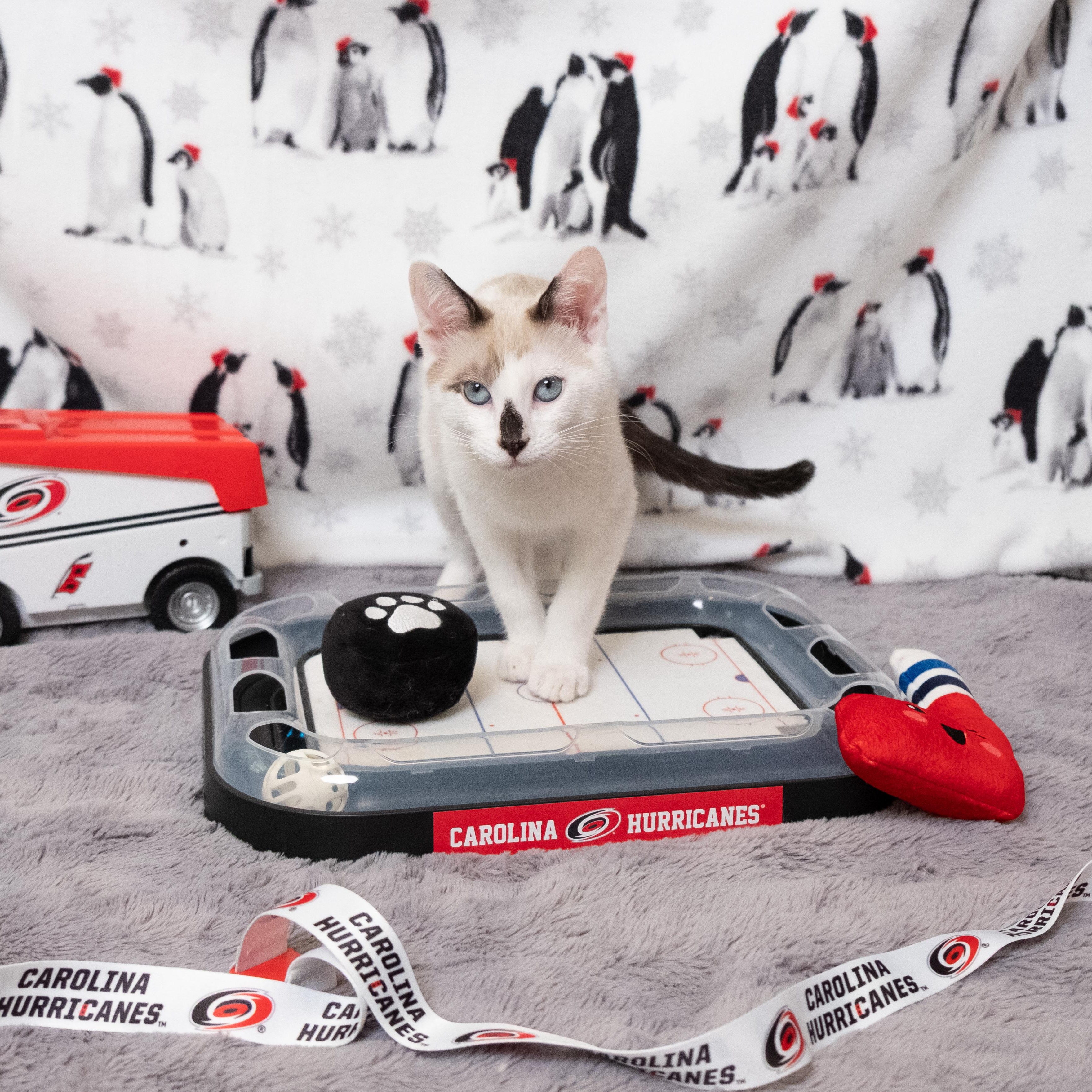 Aho, an adopted Siamese in Apex, NC image 3/6