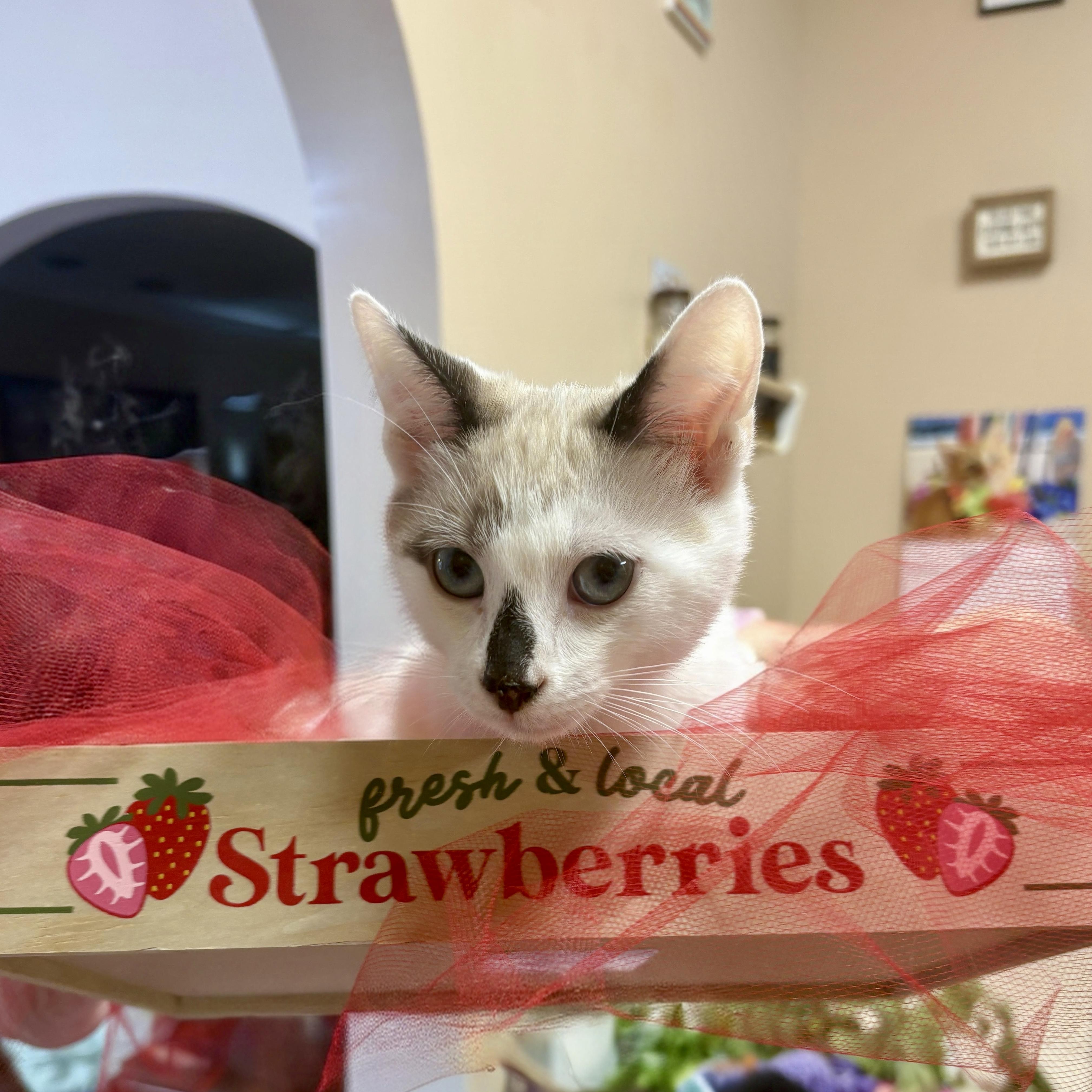 Aho, an adopted Siamese in Apex, NC image 2/6