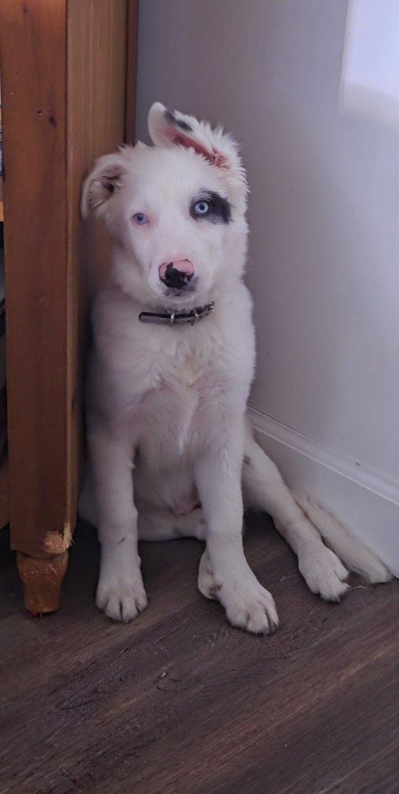 Bilbo *Courtesy Post*, Adoptable, Puppy Male Border Collie.