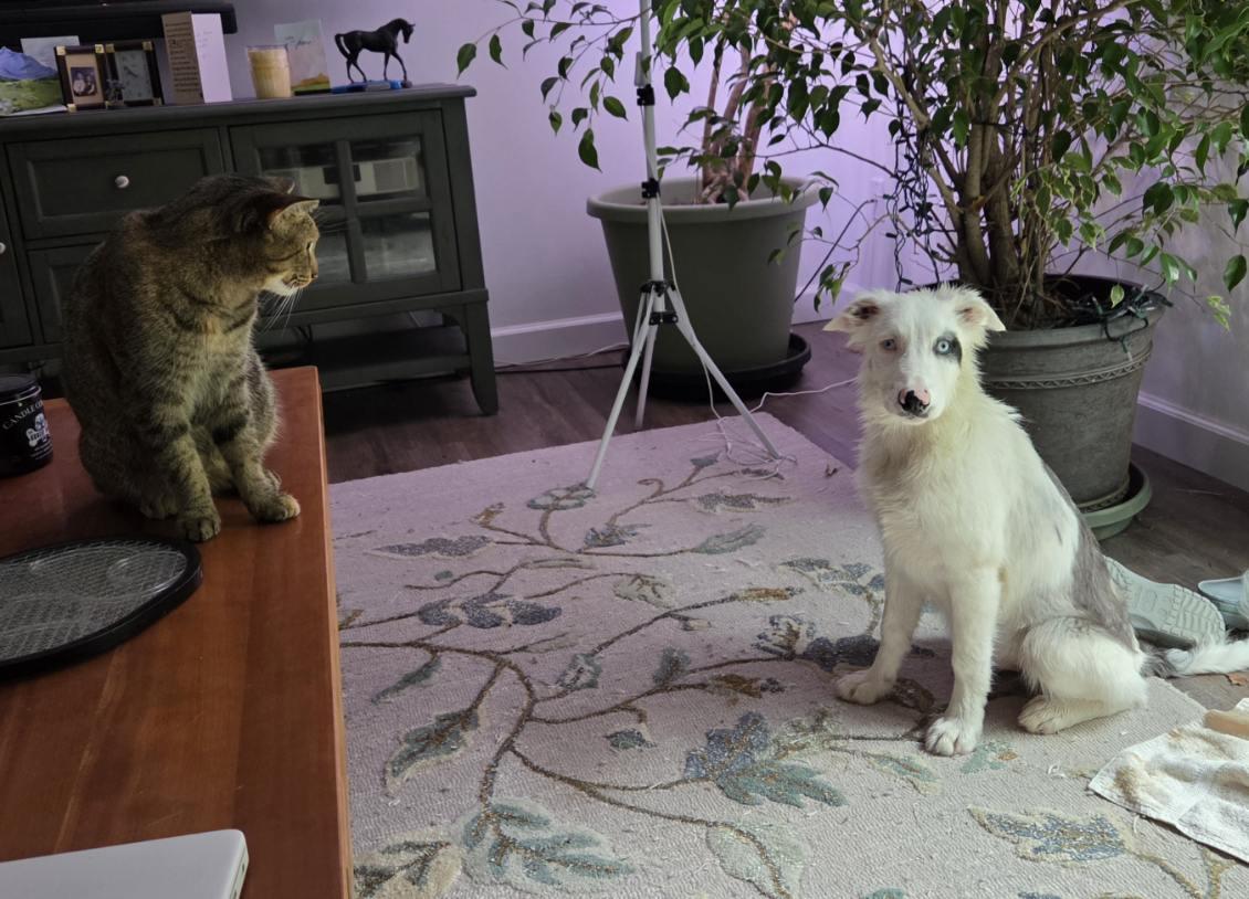 Enlarge Bilbo *Courtesy Post*, a Adoptable Border Collie in Xenia, OH image 2/6