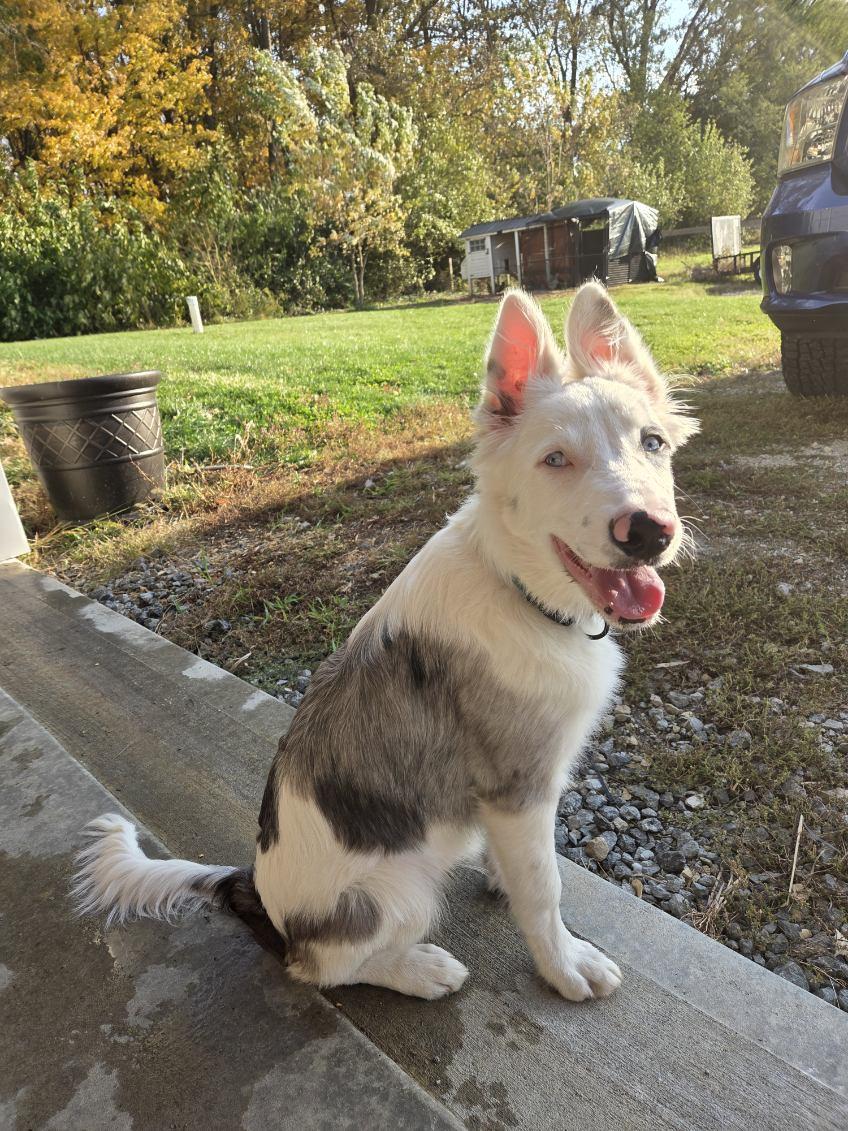 Enlarge Bilbo *Courtesy Post*, a Adoptable Border Collie in Xenia, OH image 3/6