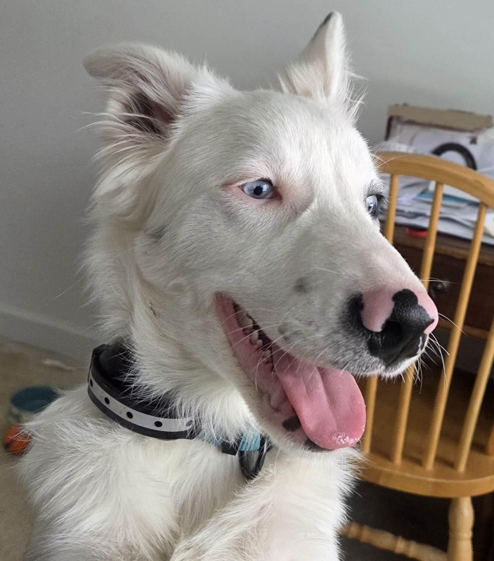 Enlarge Bilbo *Courtesy Post*, a Adoptable Border Collie in Xenia, OH image 4/6