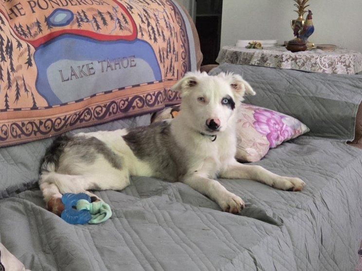 Enlarge Bilbo *Courtesy Post*, a Adoptable Border Collie in Xenia, OH image 5/6