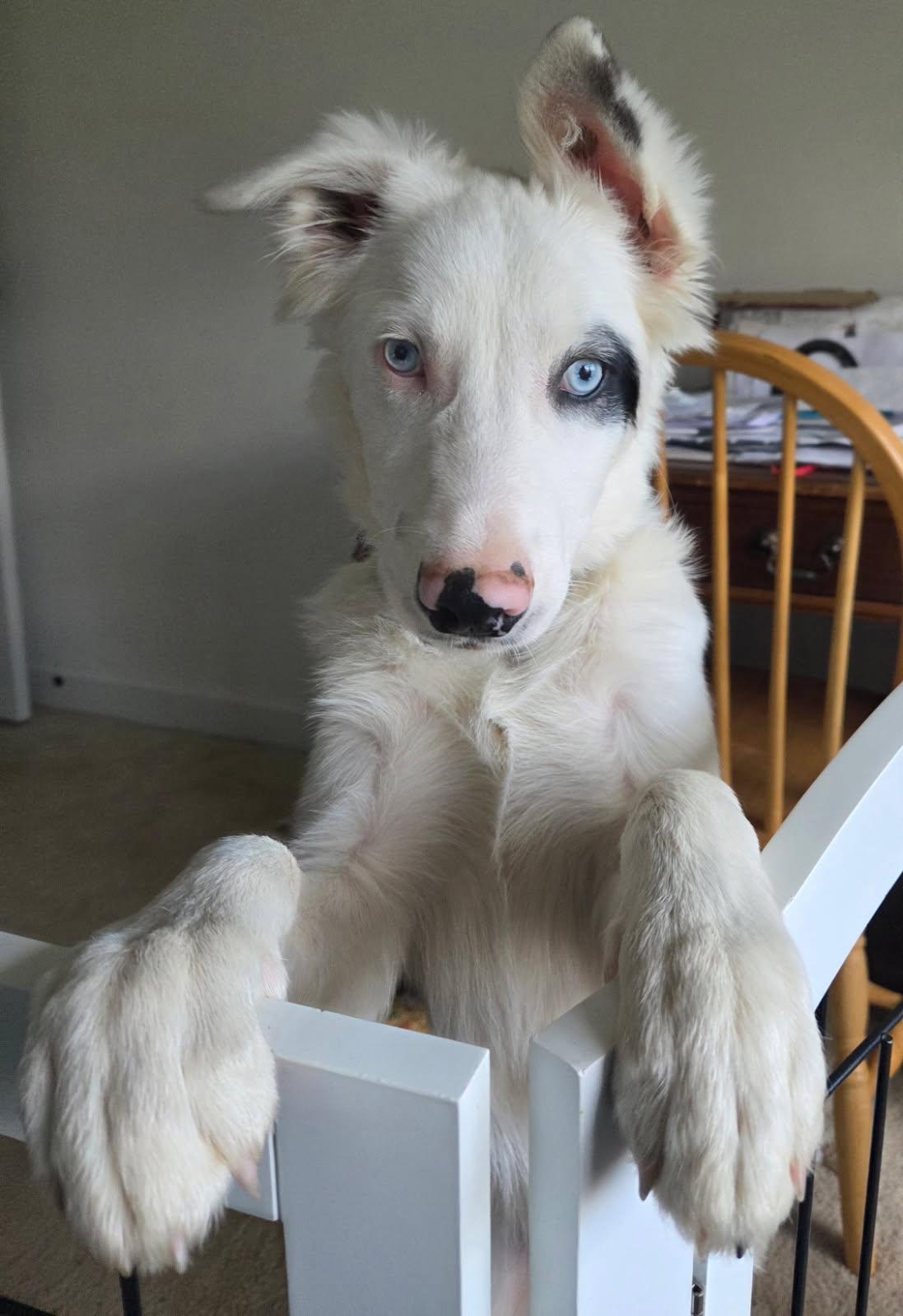 Enlarge Bilbo *Courtesy Post*, a Adoptable Border Collie in Xenia, OH image 6/6