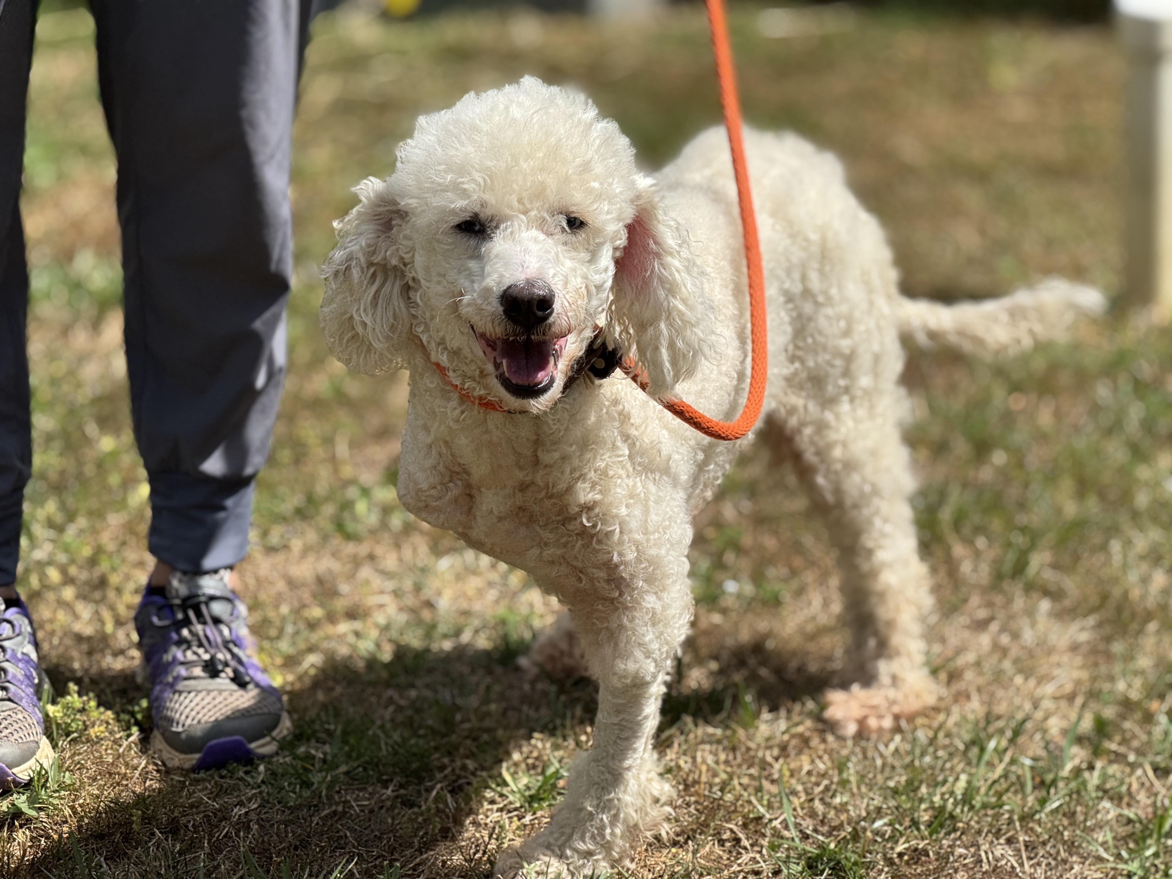 Enlarge Bluebell, a Adoptable mixed breed in Richmond, VA image 3/6