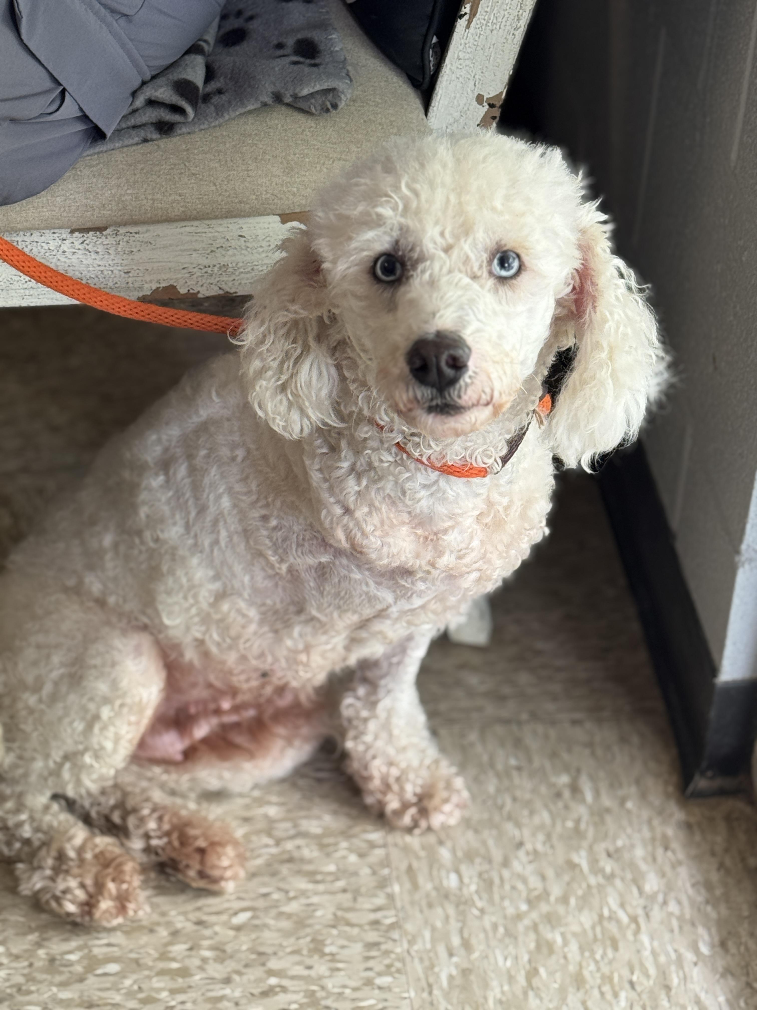 Enlarge Bluebell, a Adoptable mixed breed in Richmond, VA image 6/6