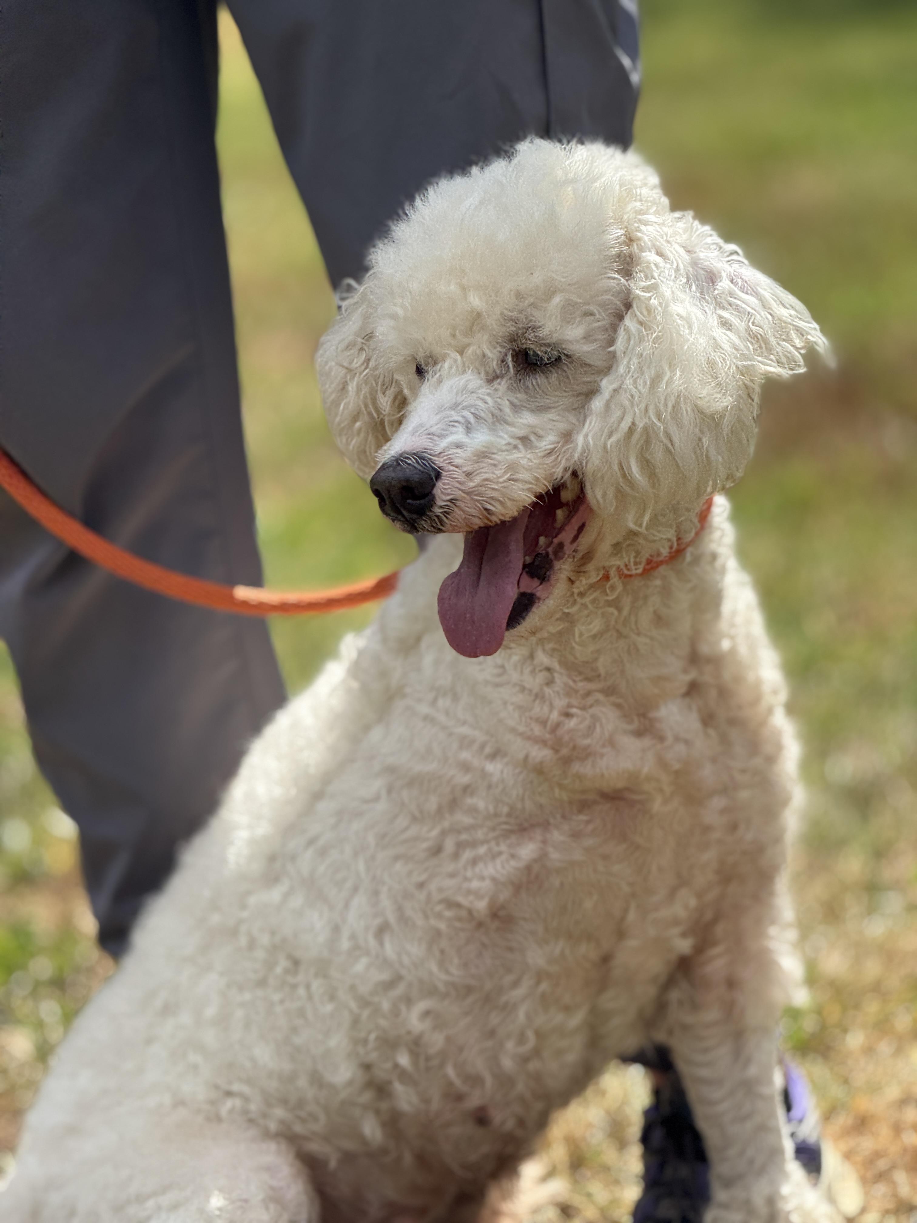 Enlarge Bluebell, a Adoptable mixed breed in Richmond, VA image 2/6