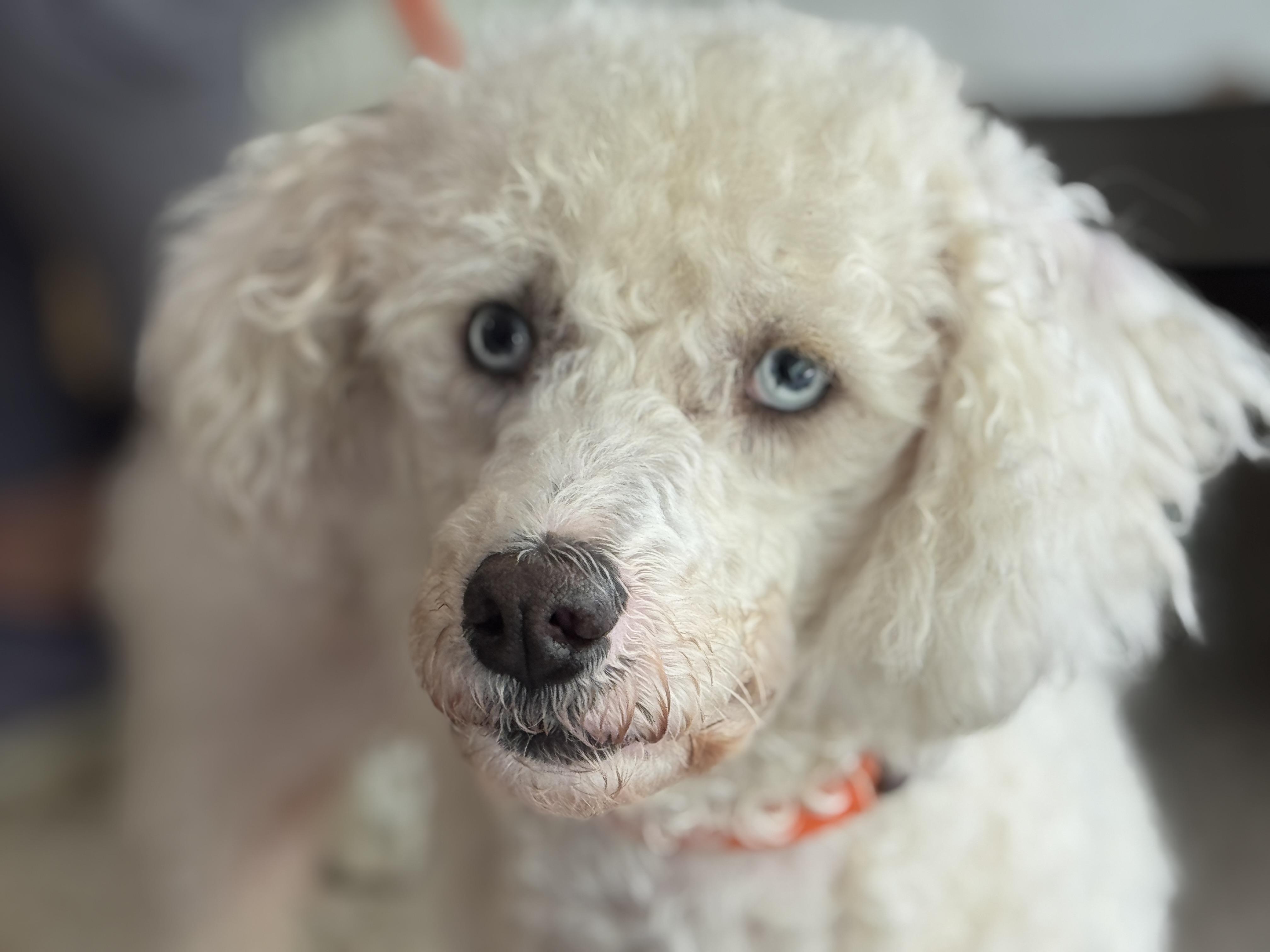 Bluebell, Adoptable, Adult Female Miniature Poodle & Standard Poodle.
