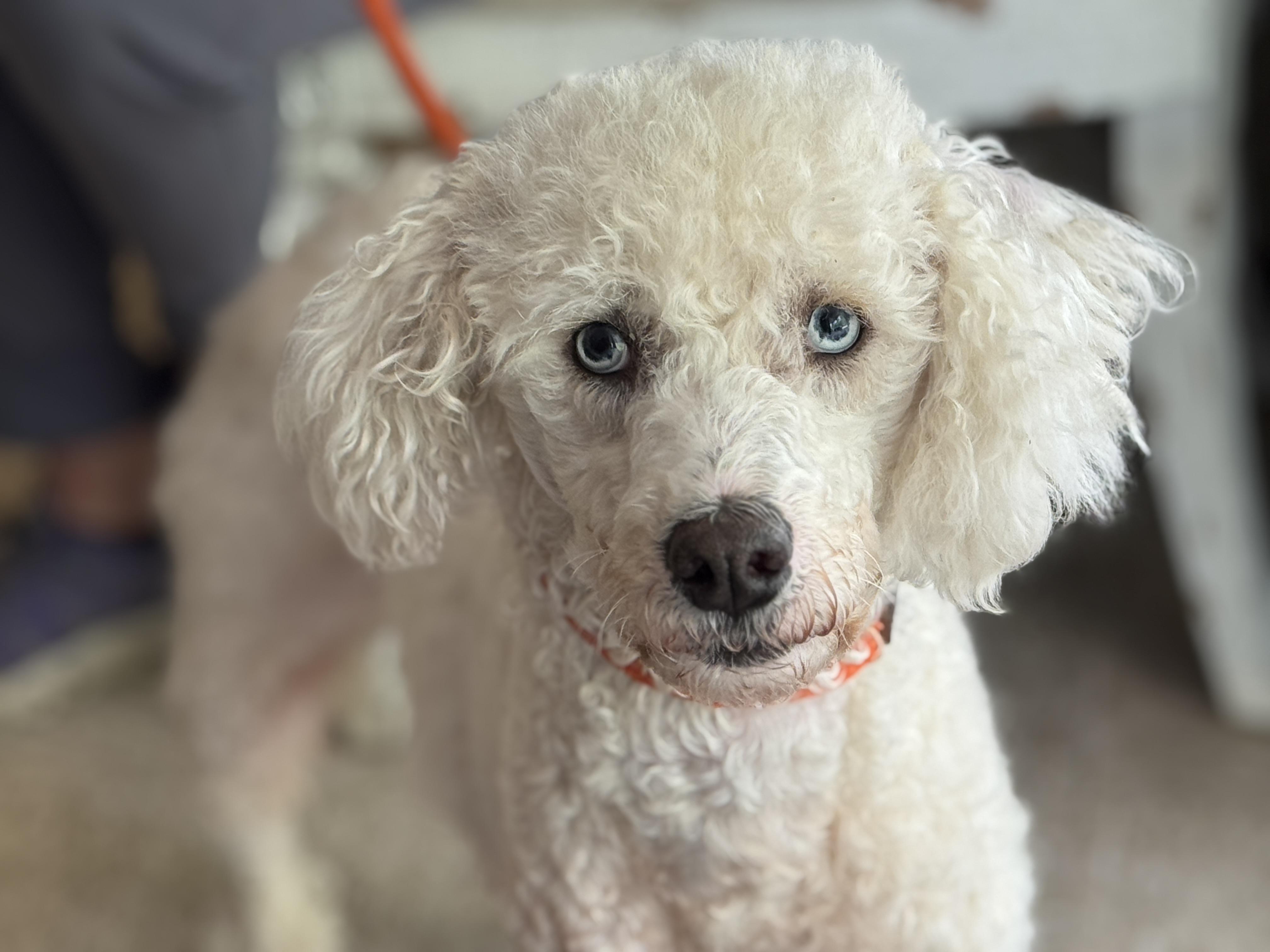 Enlarge Bluebell, a Adoptable mixed breed in Richmond, VA image 4/6