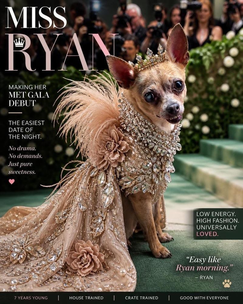 Ryan, a Adoptable Chihuahua in Brookshire, TX image 1/6