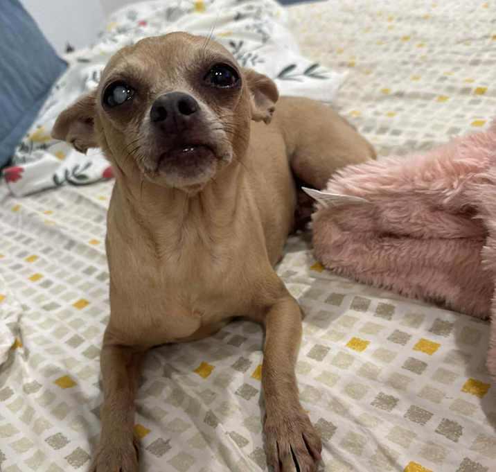 Enlarge Ryan, a Adoptable Chihuahua in Brookshire, TX image 1/4