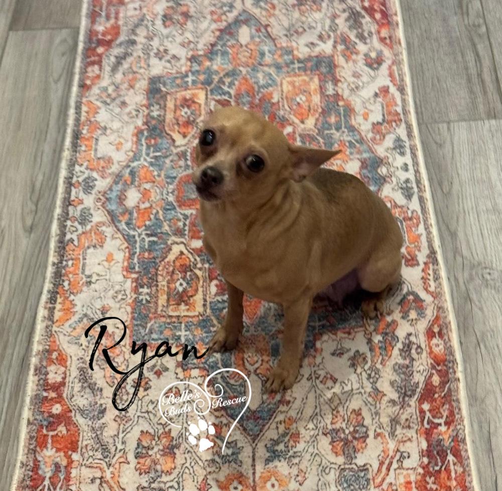 Enlarge Ryan, a Adoptable Chihuahua in Brookshire, TX image 2/4