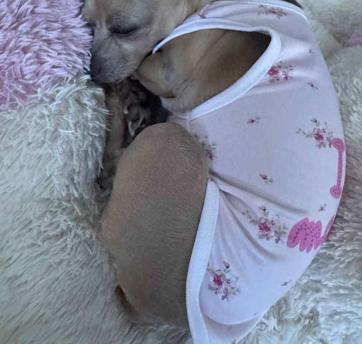 Enlarge Ryan, a Adoptable Chihuahua in Brookshire, TX image 3/4