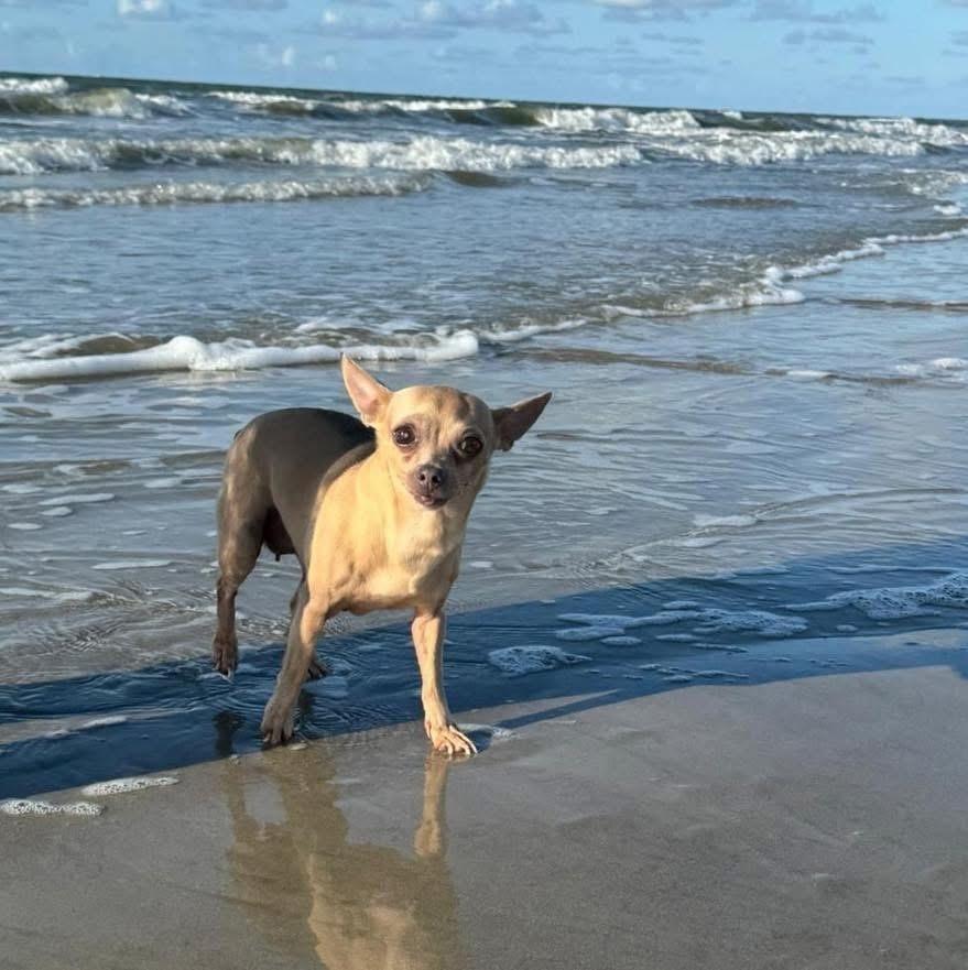 Enlarge Ryan, a Adoptable Chihuahua in Brookshire, TX image 4/4