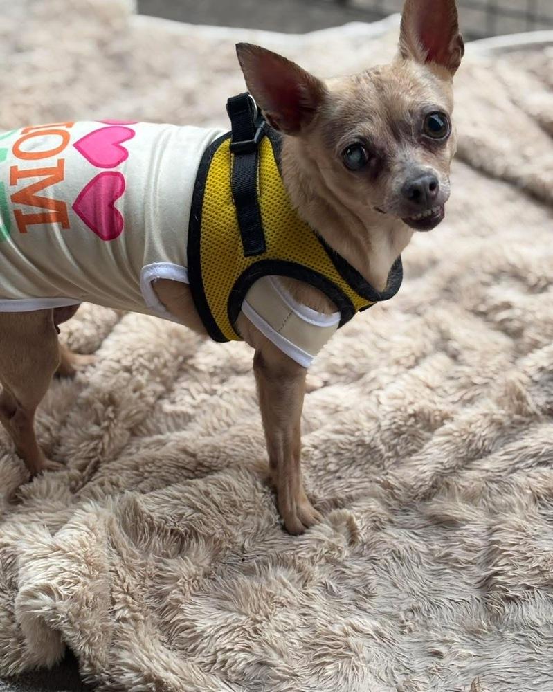 Ryan, a Adoptable Chihuahua in Brookshire, TX image 6/6