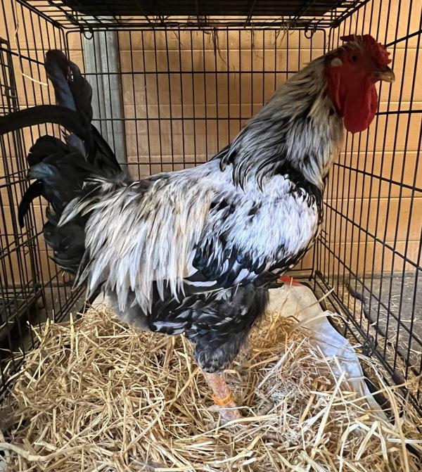 Enlarge Dr. Pepper, a Adoptable mixed breed in Monterey, CA image 1/1