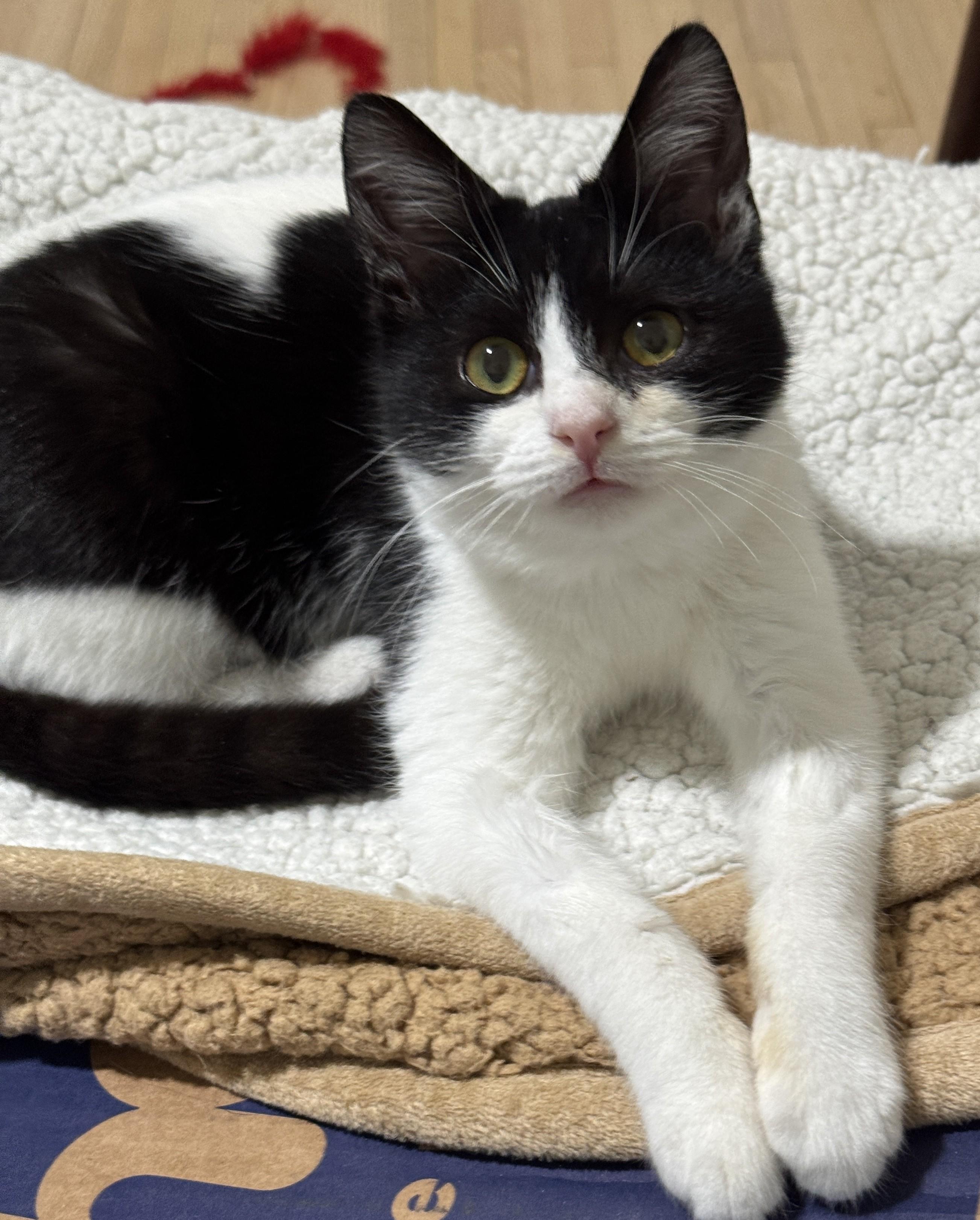 Timmie, adopted, Kitten Male Domestic Short Hair.