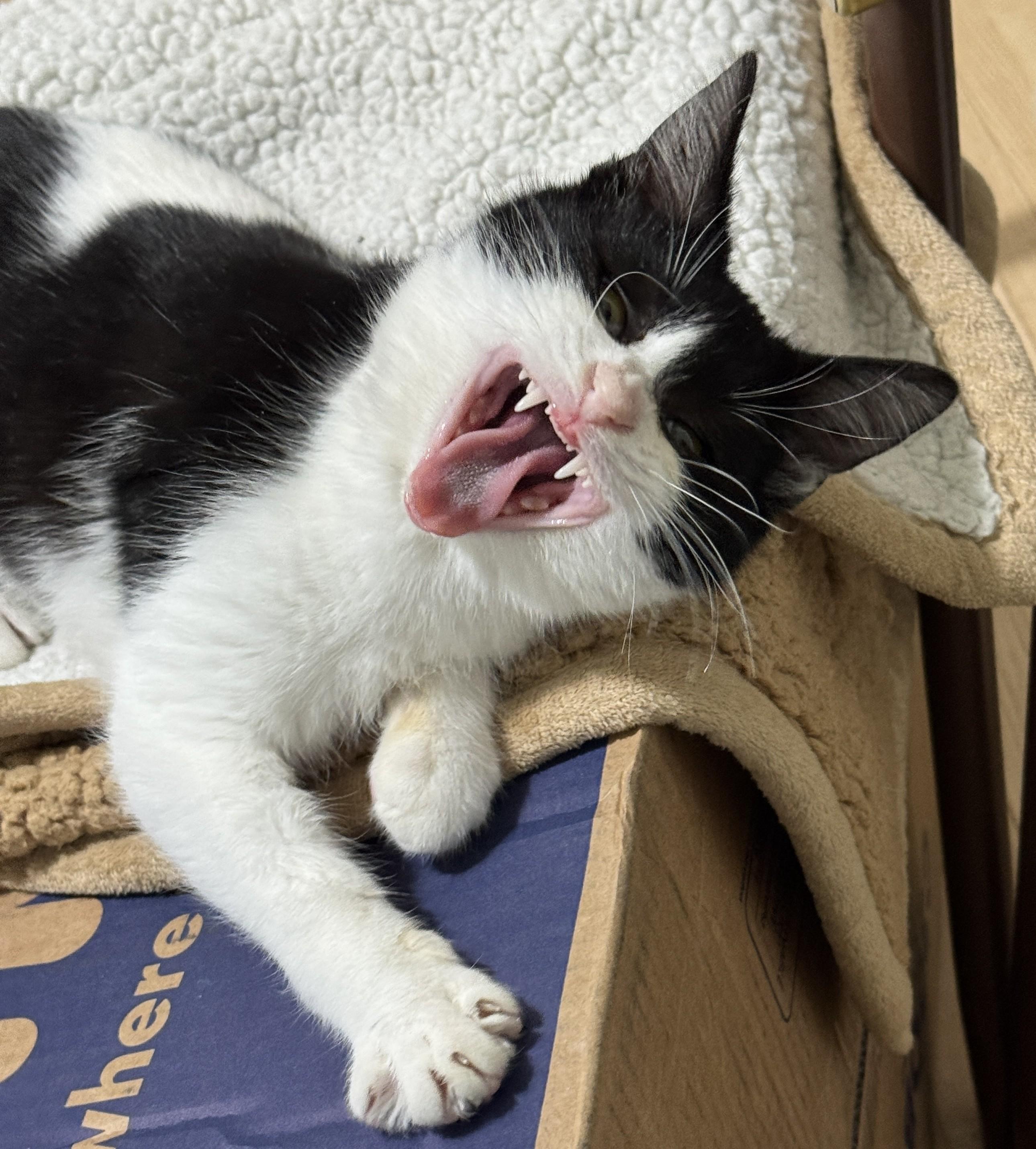 Enlarge Timmie, an adopted Domestic Short Hair in Columbus, OH image 4/5