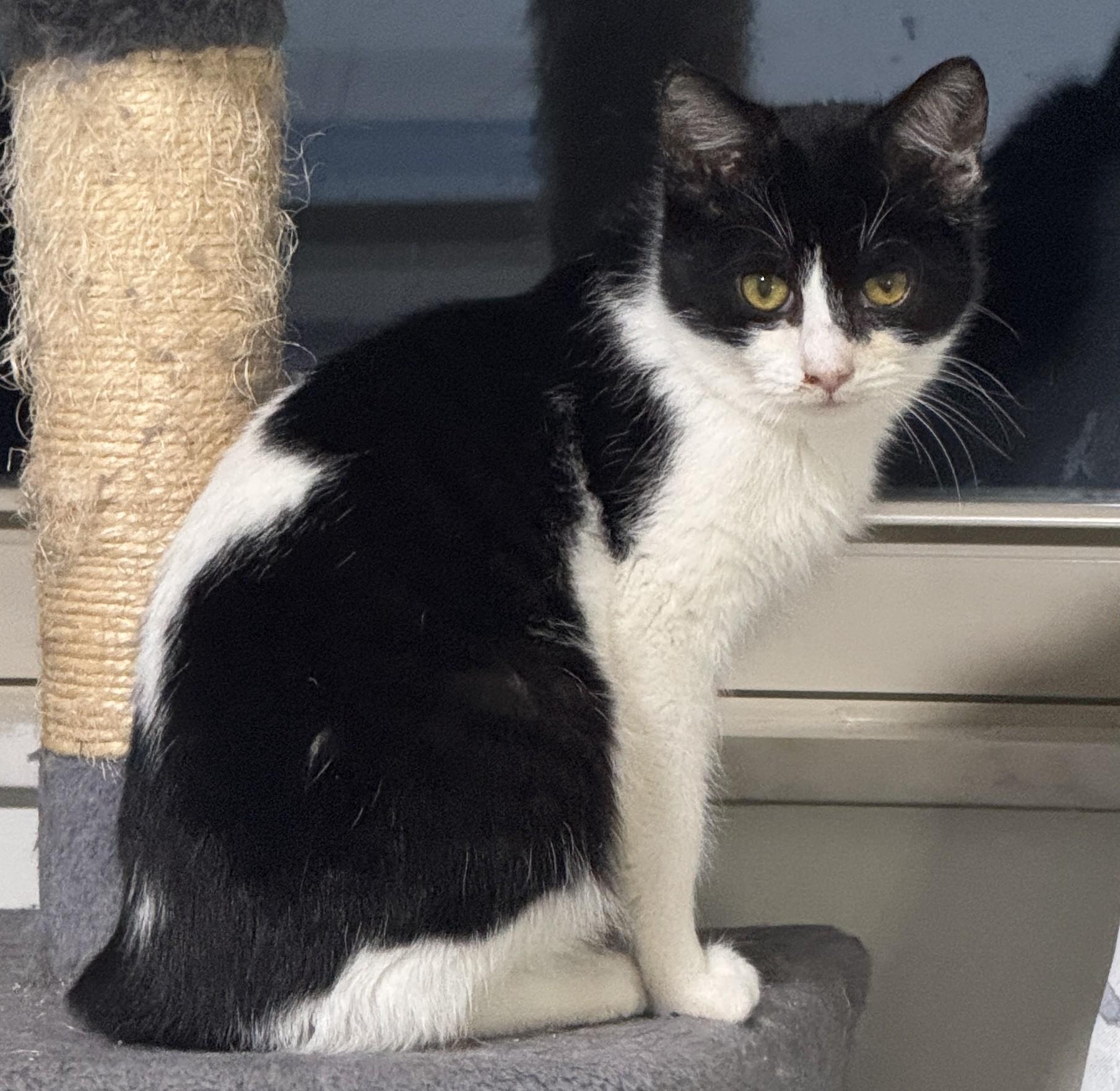 Enlarge Timmie, an adopted Domestic Short Hair in Columbus, OH image 5/5