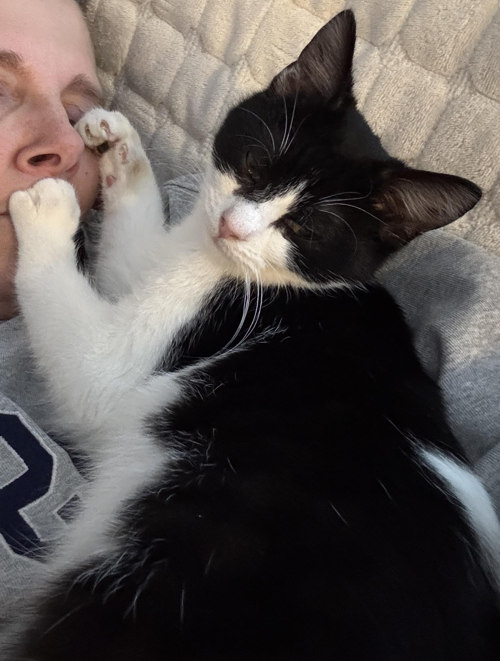 Enlarge Timmie, an adopted Domestic Short Hair in Columbus, OH image 2/5