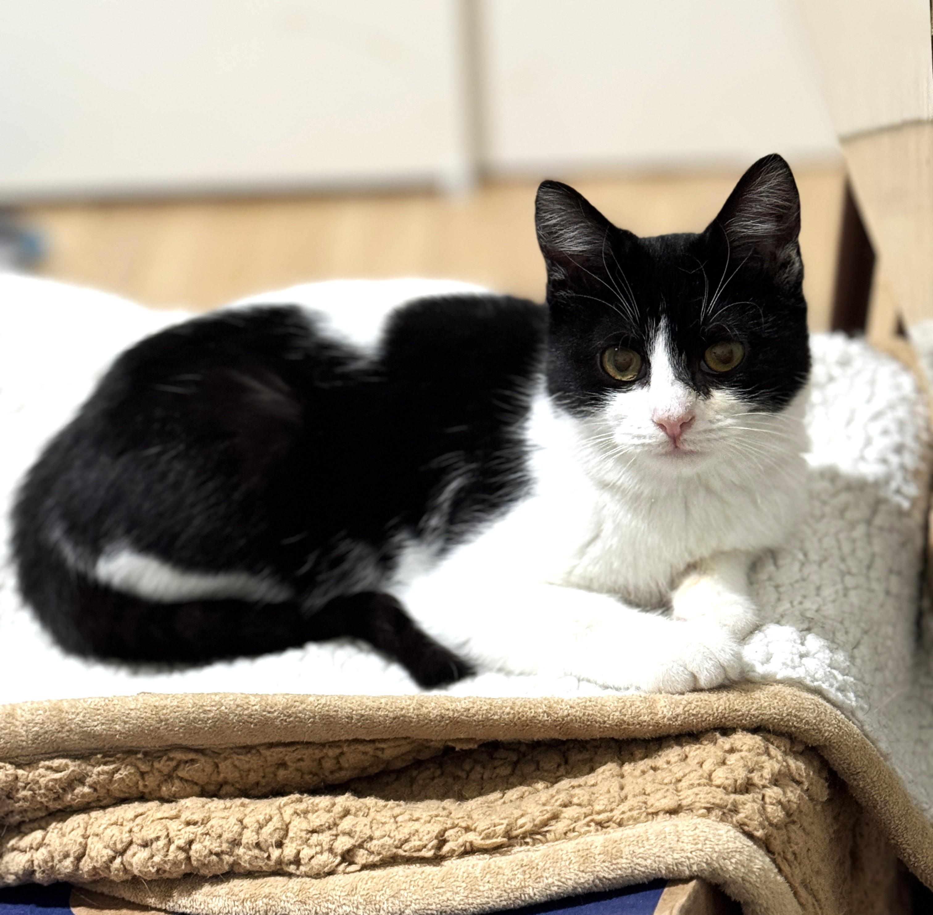 Enlarge Timmie, an adopted Domestic Short Hair in Columbus, OH image 3/5