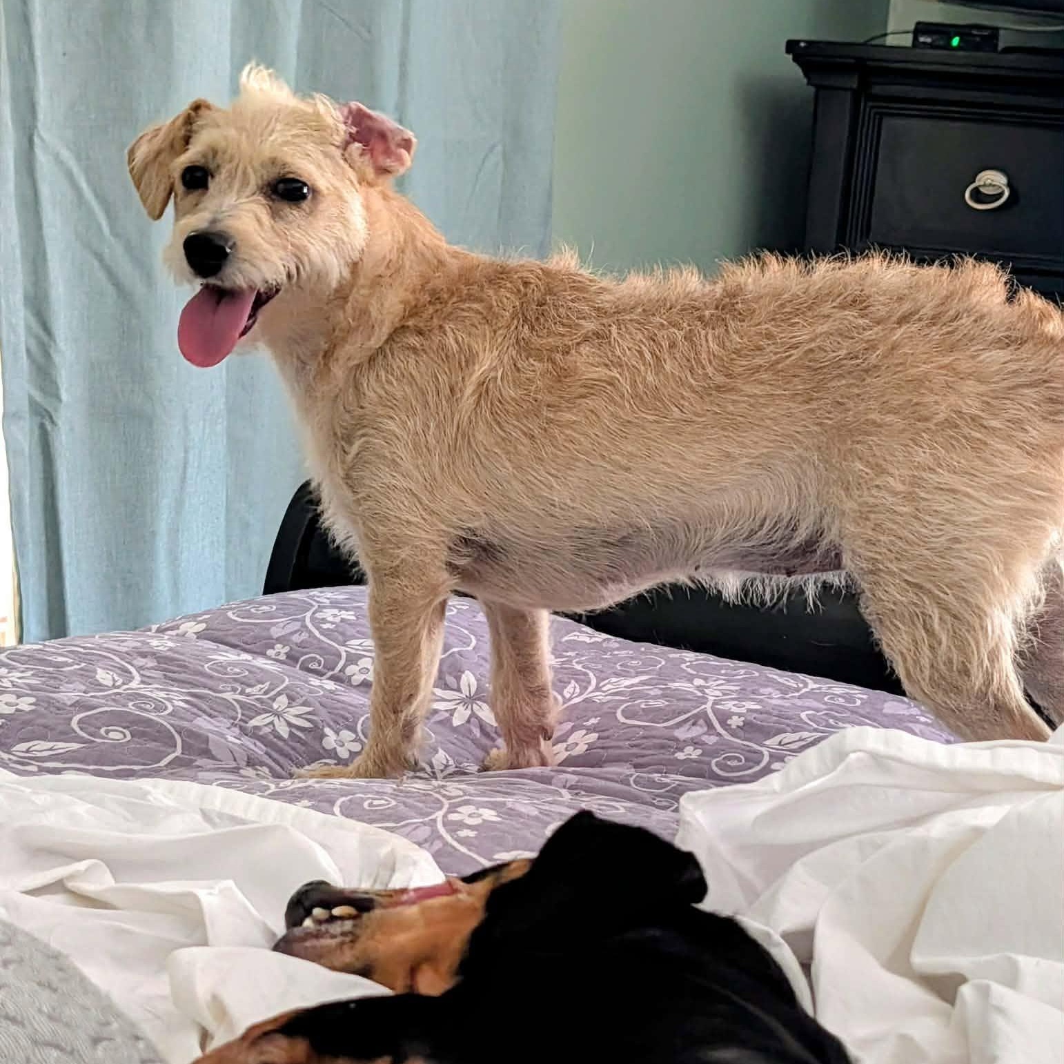Enlarge Blondie, a Adopted mixed breed in Hopkinton, MA image 5/5