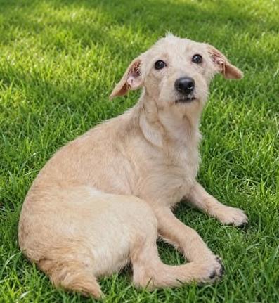 Enlarge Blondie, a Adopted mixed breed in Hopkinton, MA image 2/5