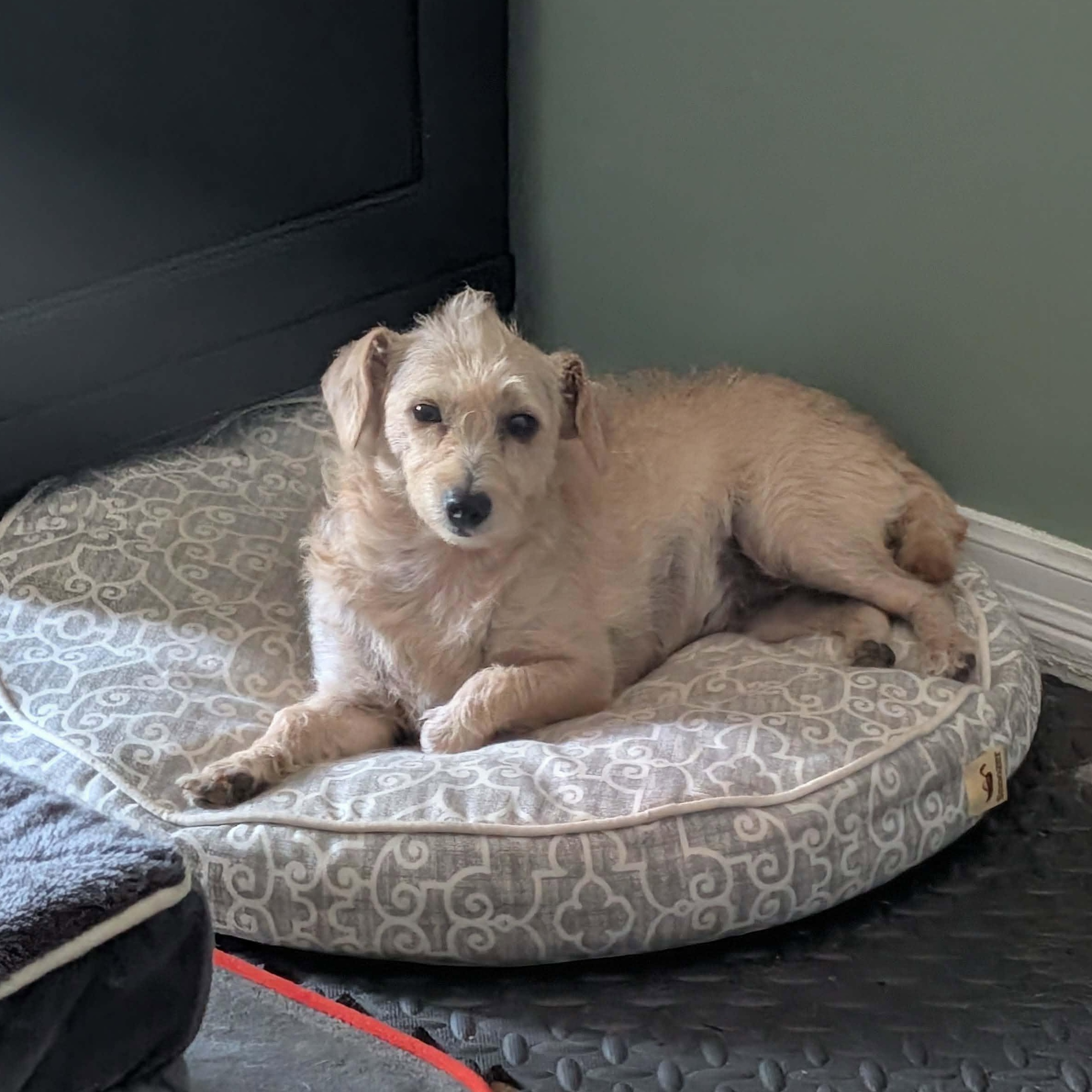 Enlarge Blondie, a Adopted mixed breed in Hopkinton, MA image 4/5