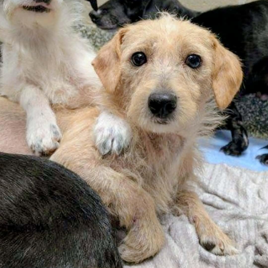 Enlarge Blondie, a Adopted mixed breed in Hopkinton, MA image 3/5