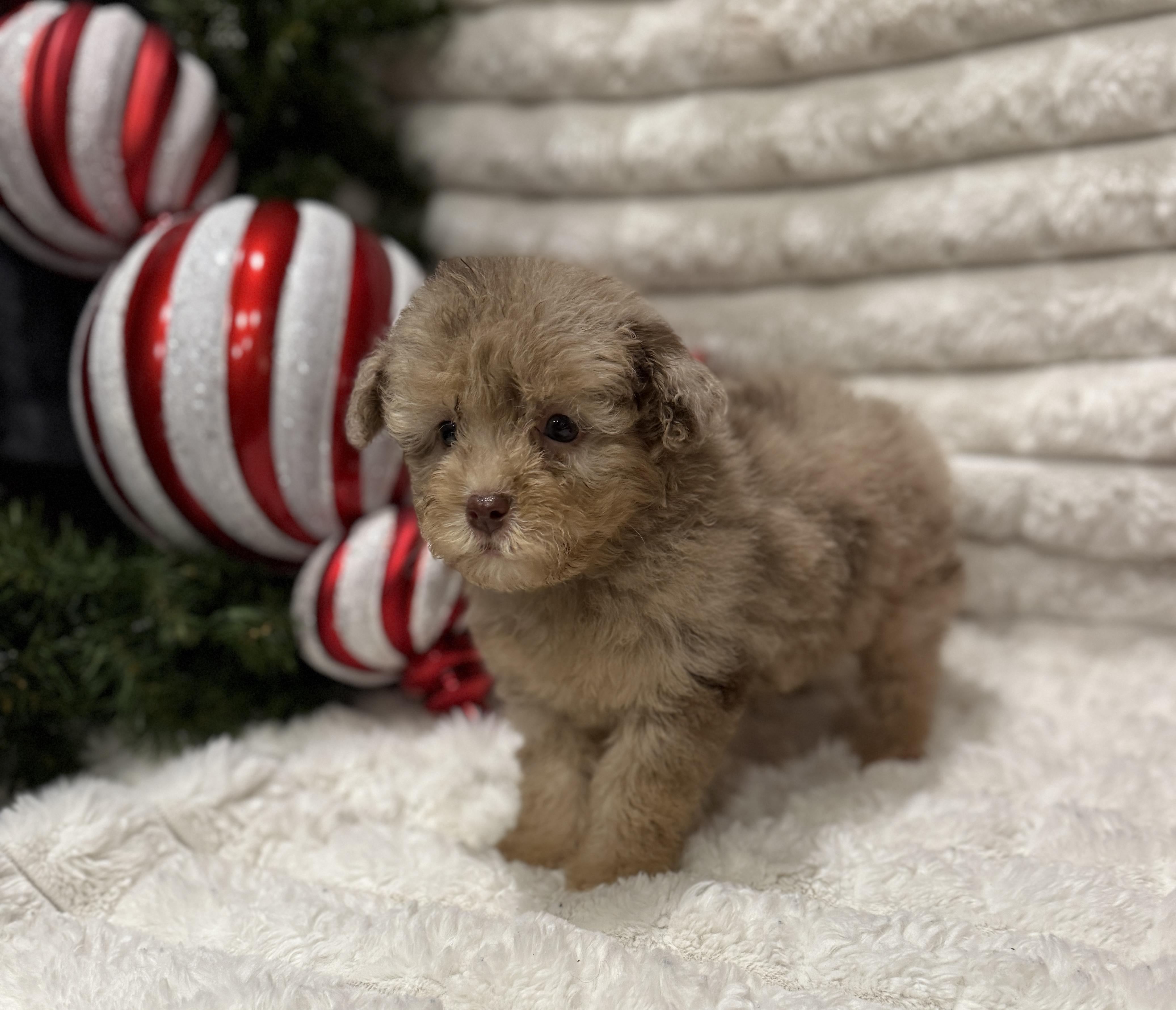 Christian, an adoptable Miniature Poodle, Aussiedoodle in Hales corners, WI, 53130 | Photo Image 1