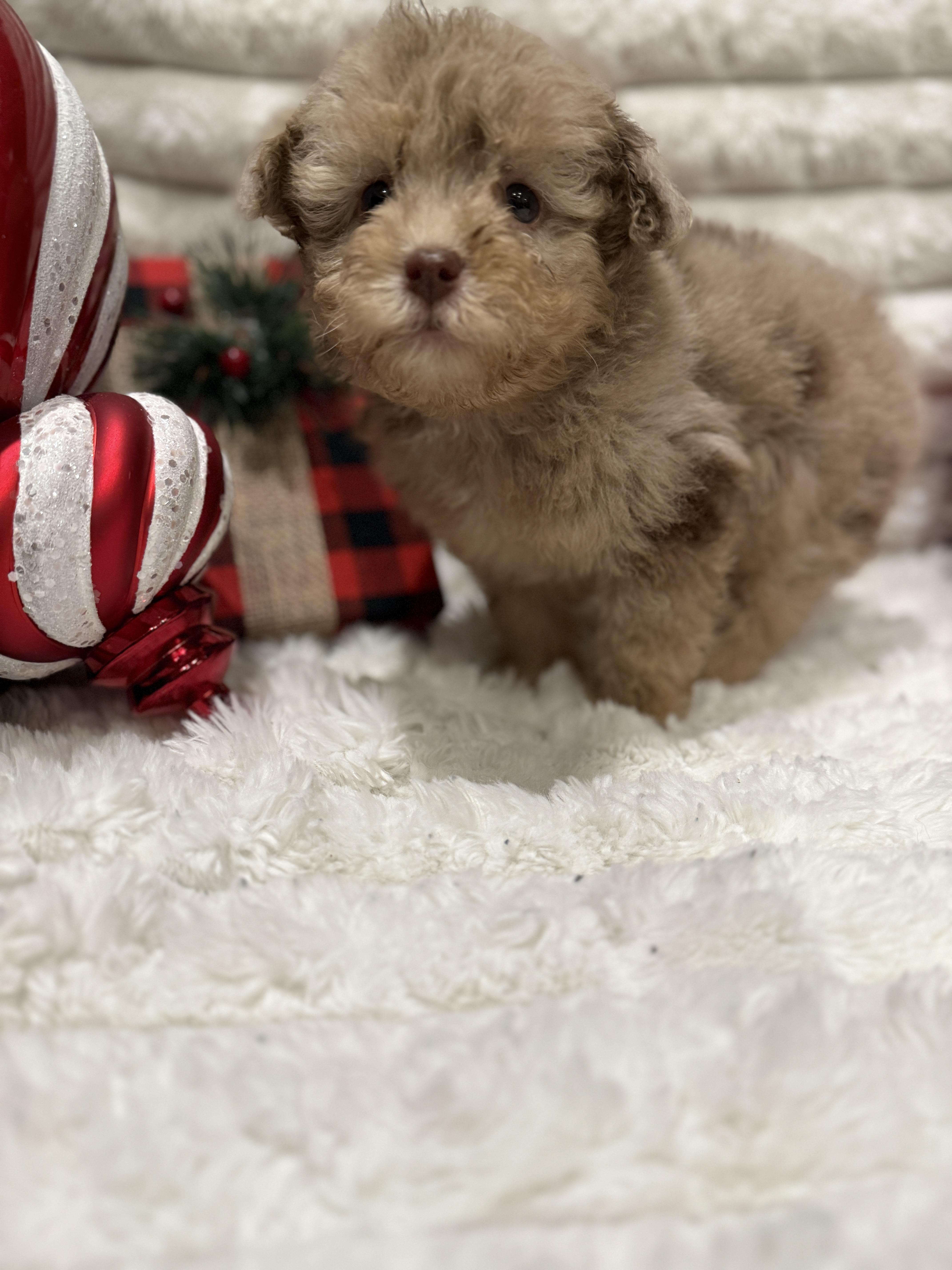 Christian, an adoptable Miniature Poodle, Aussiedoodle in Hales corners, WI, 53130 | Photo Image 5