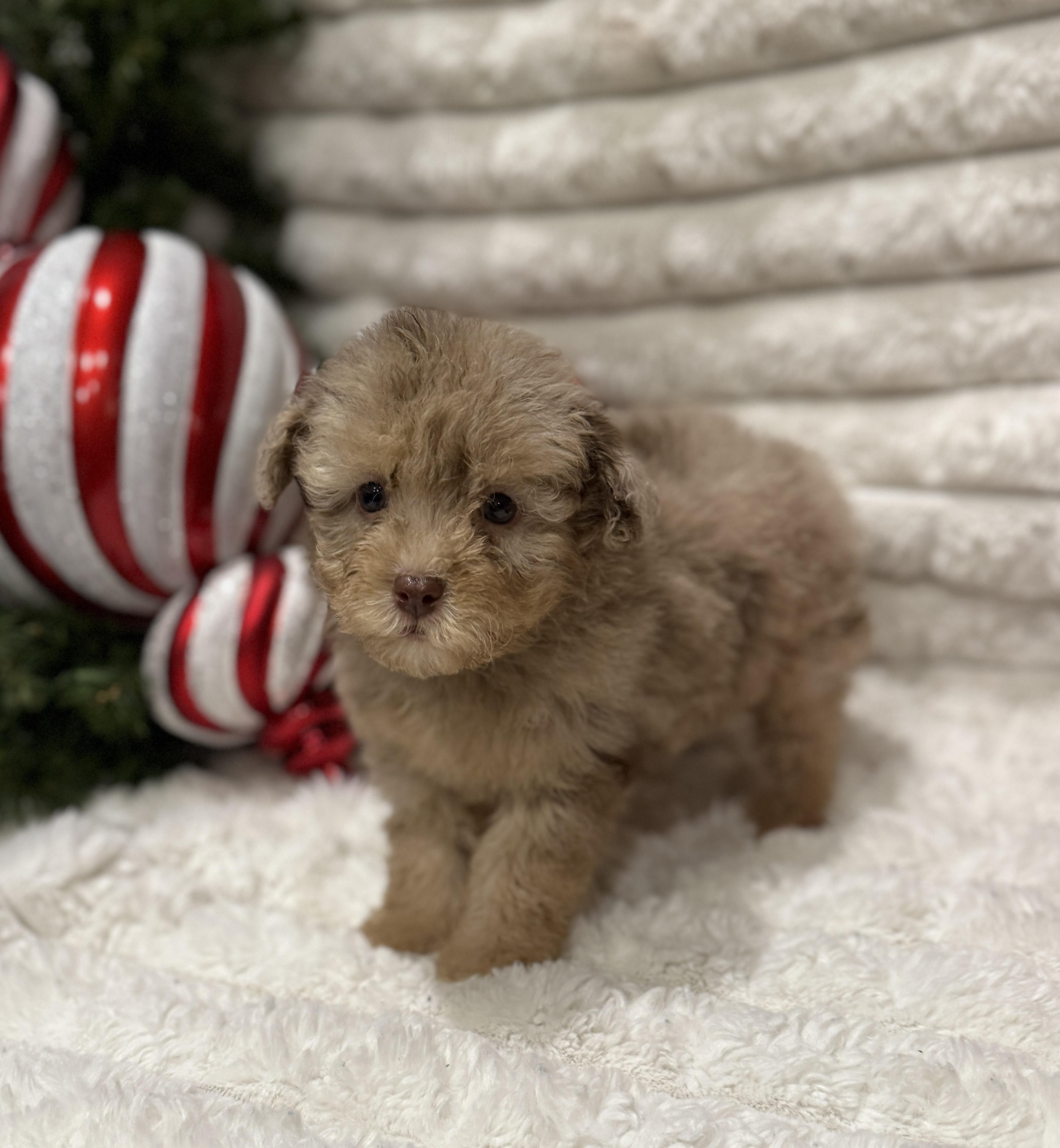 Christian, an adoptable Miniature Poodle, Aussiedoodle in Hales corners, WI, 53130 | Photo Image 4