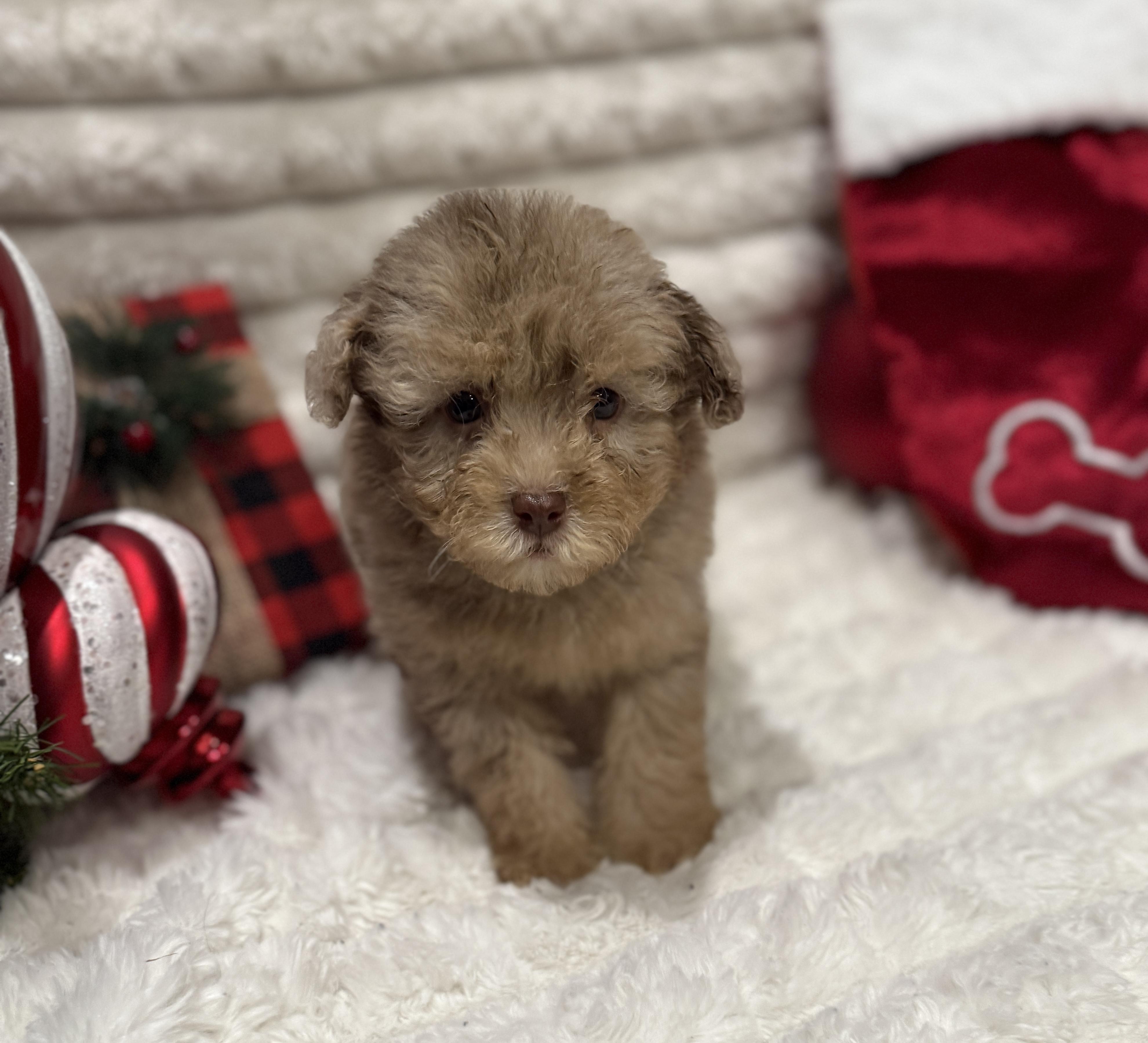 Christian, an adoptable Miniature Poodle, Aussiedoodle in Hales corners, WI, 53130 | Photo Image 3