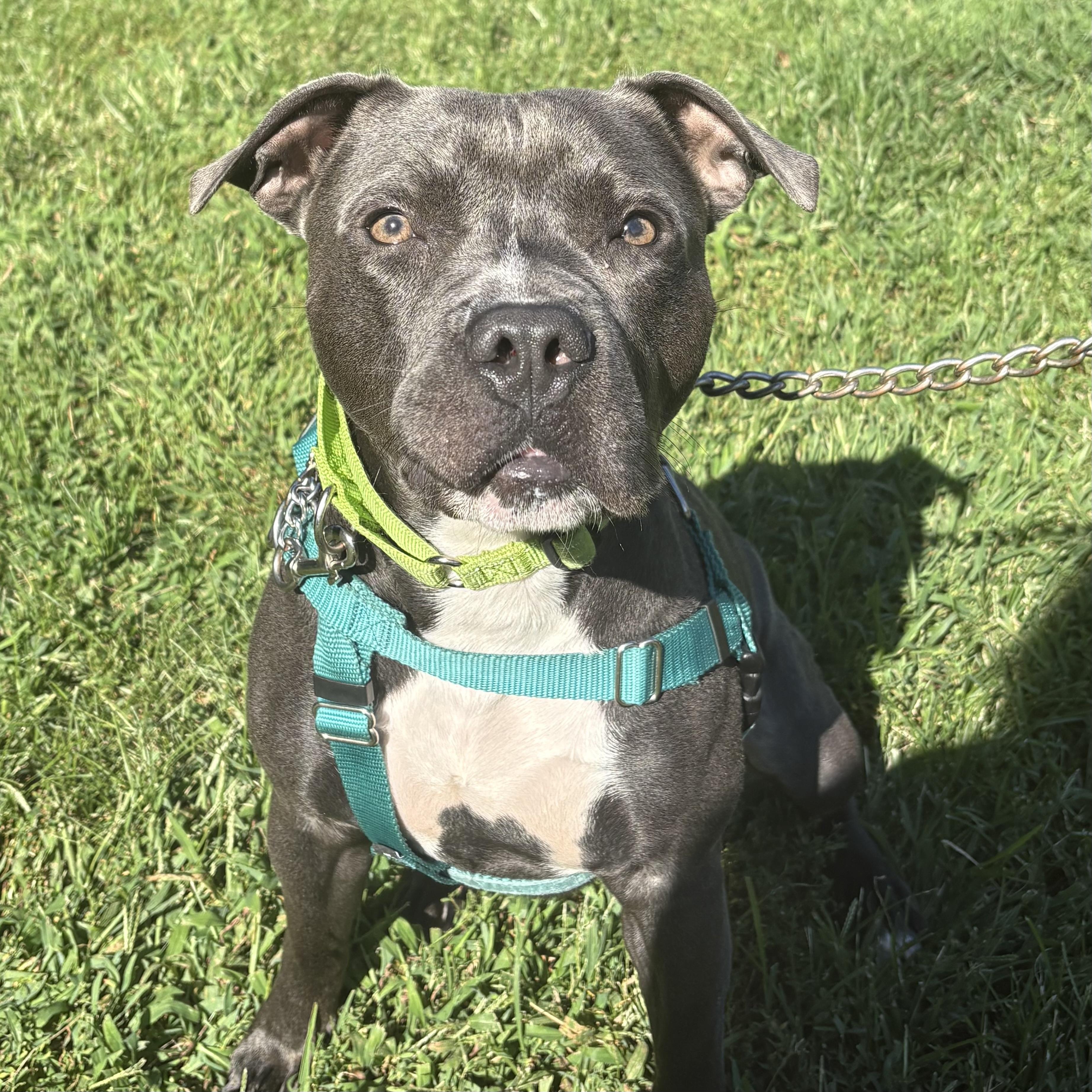 Enlarge Mousse, a Adoptable mixed breed in Eatontown, NJ image 2/5