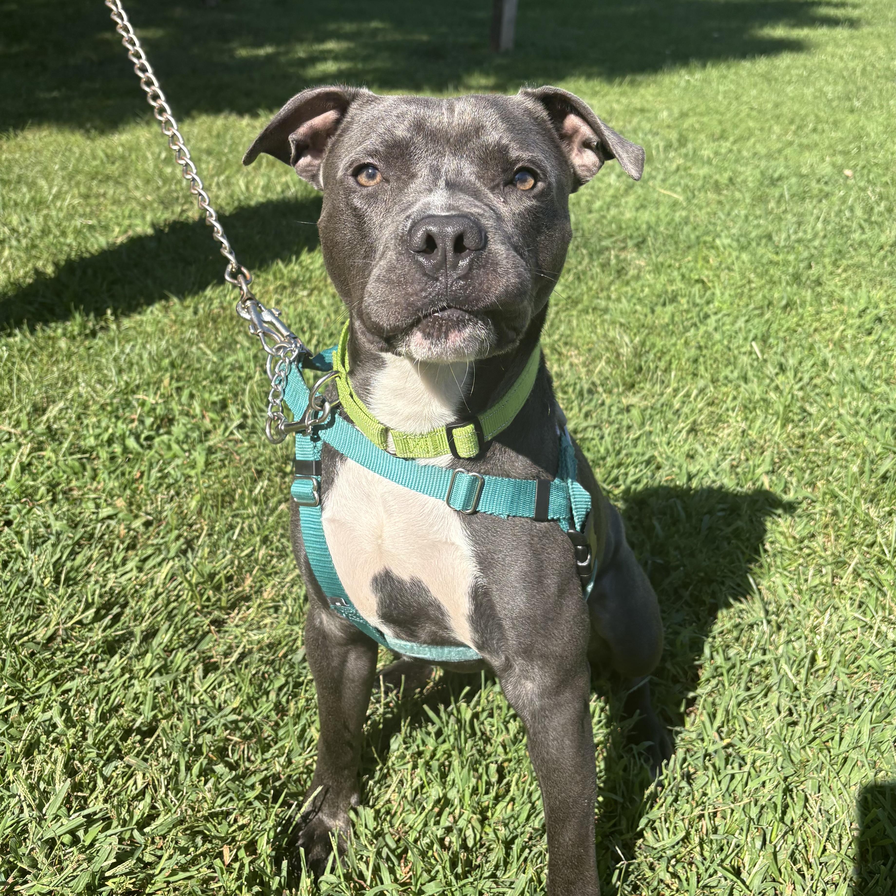 Enlarge Mousse, a Adoptable mixed breed in Eatontown, NJ image 1/5